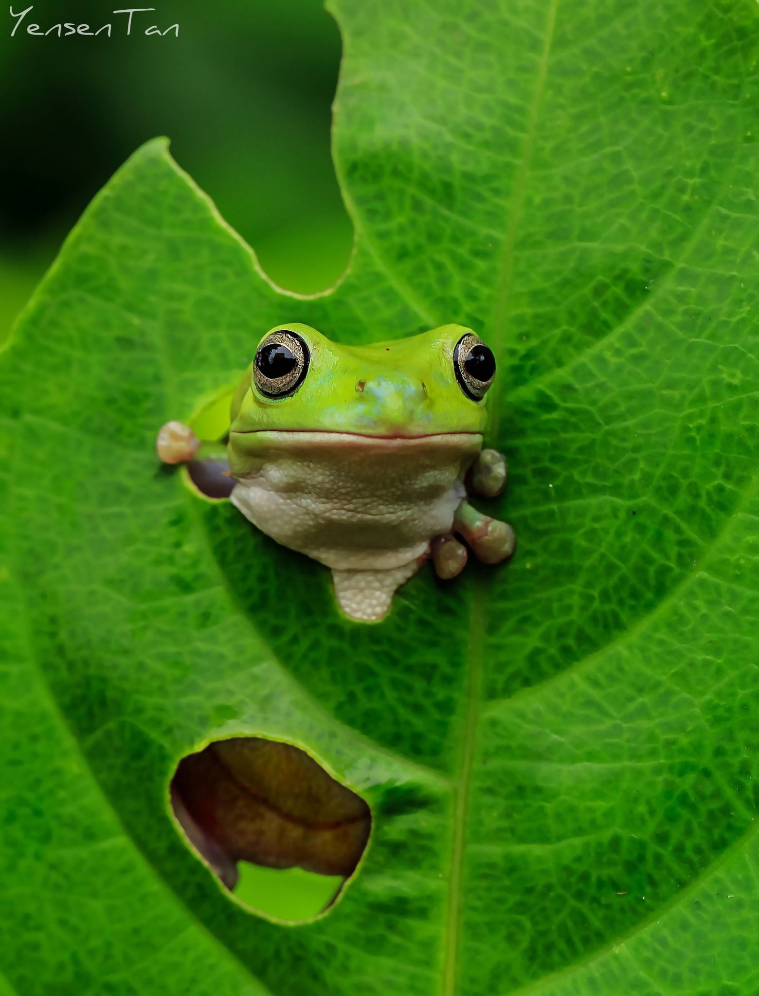 Cute Frog | Adorable Cute Frog