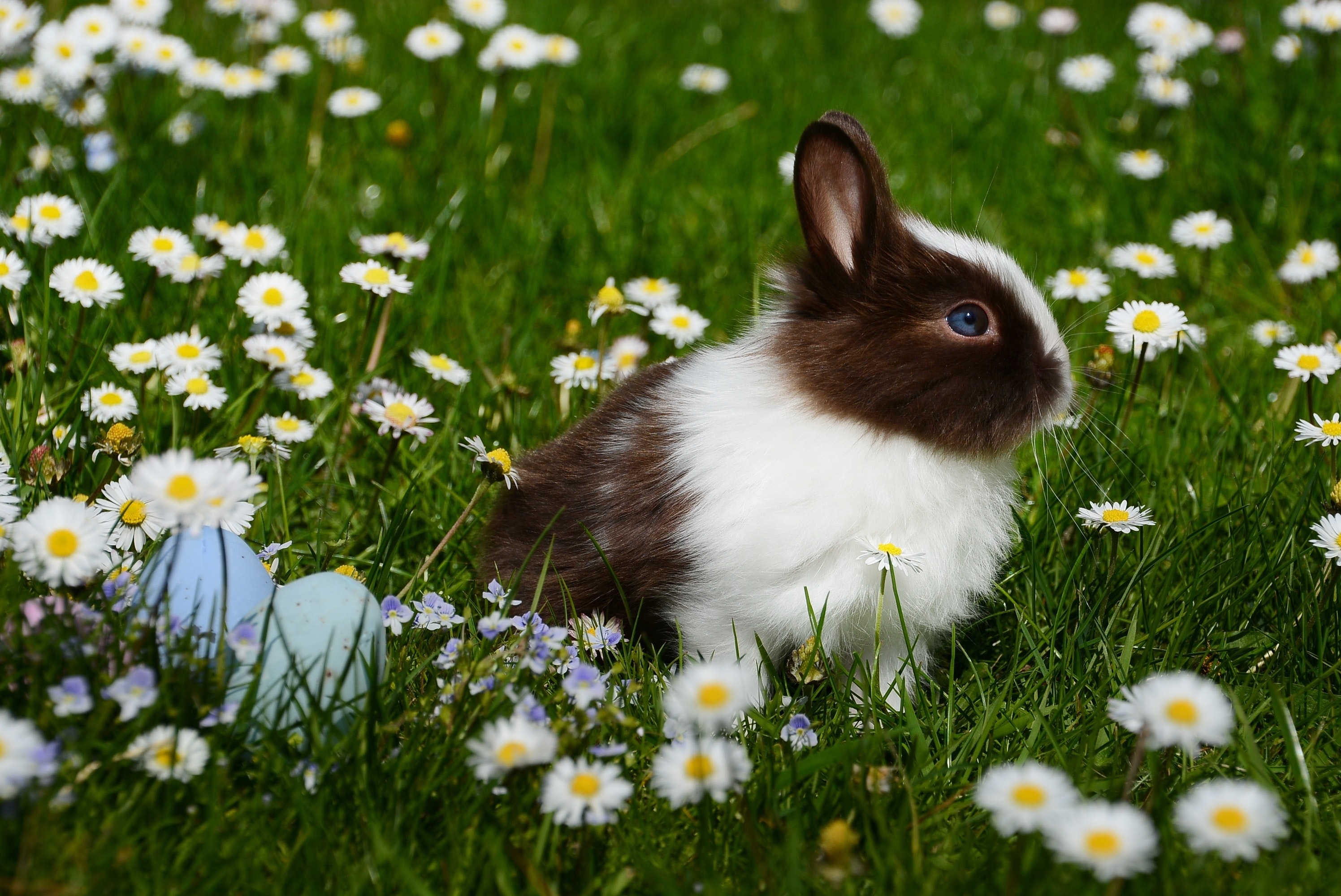 Cute Animals - Rabbit