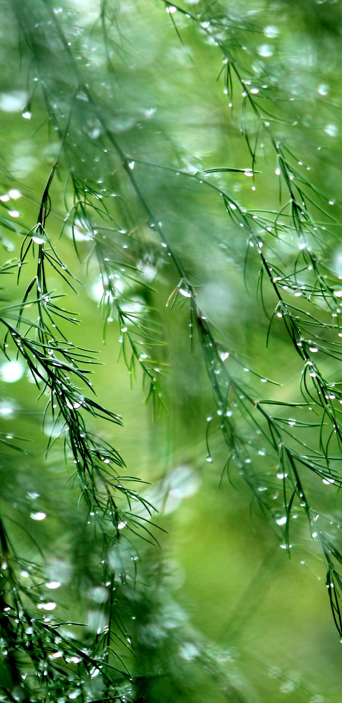 Dew on Asparagus