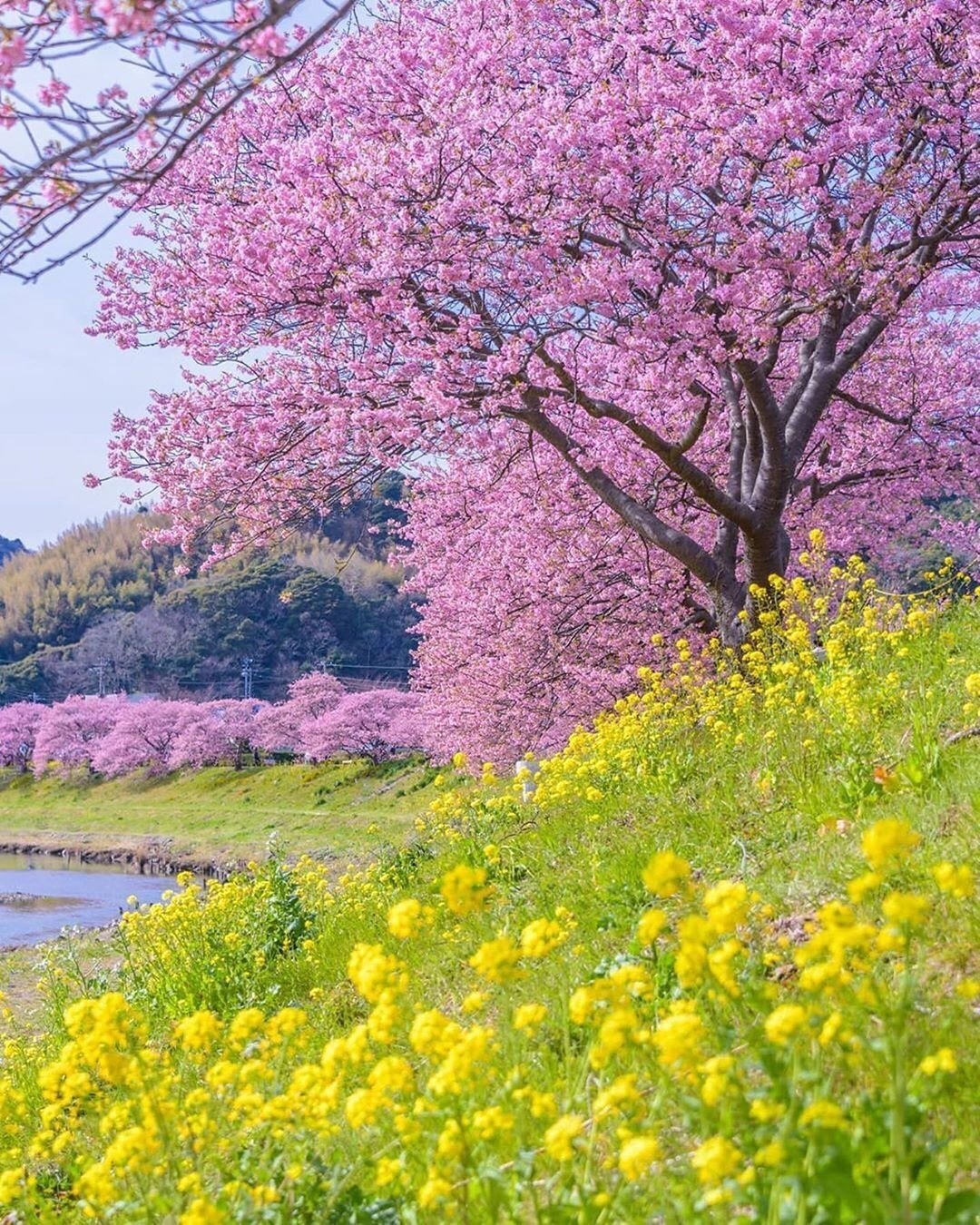 Spring | Flower Tree