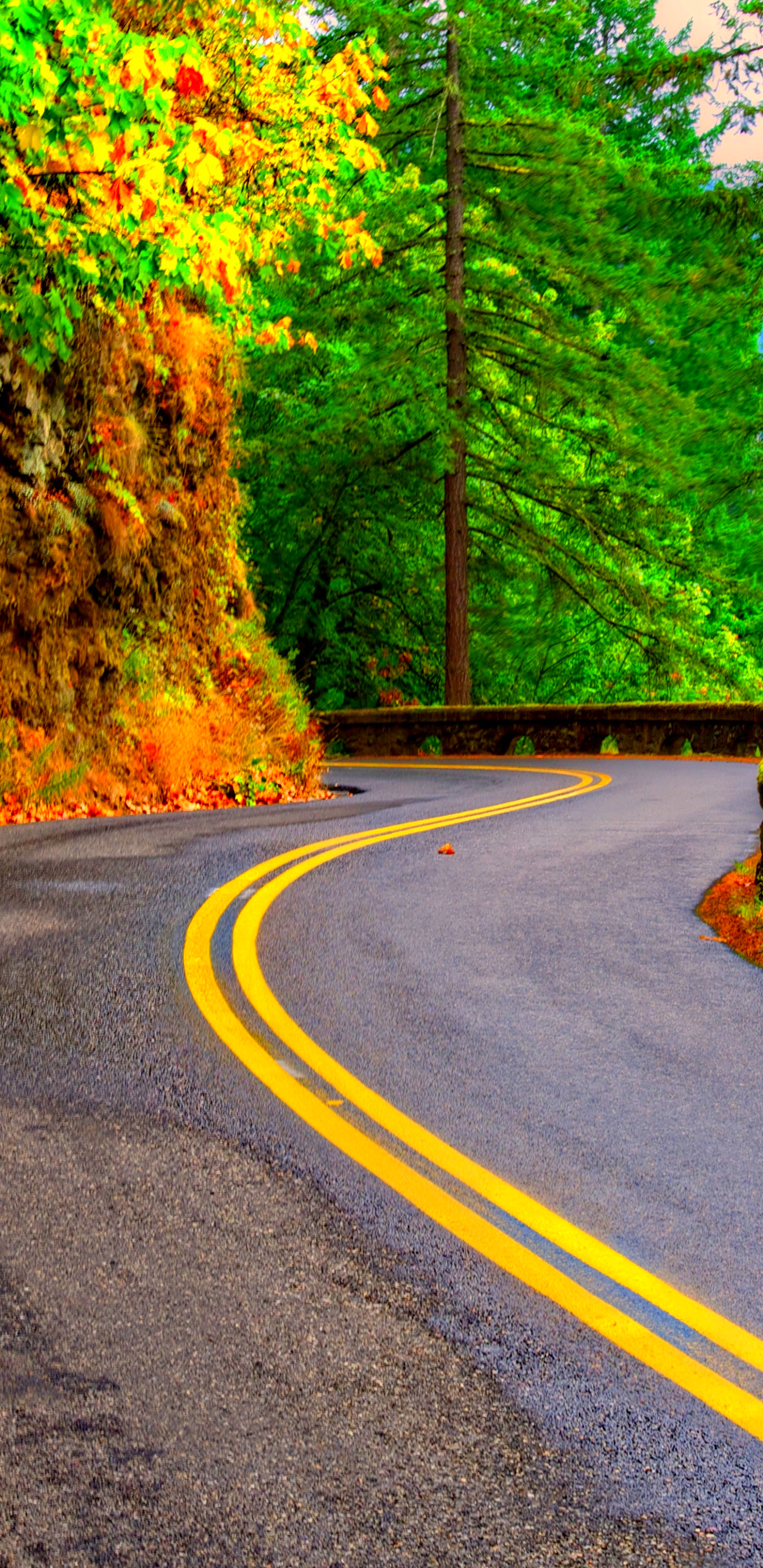 Autumn Road