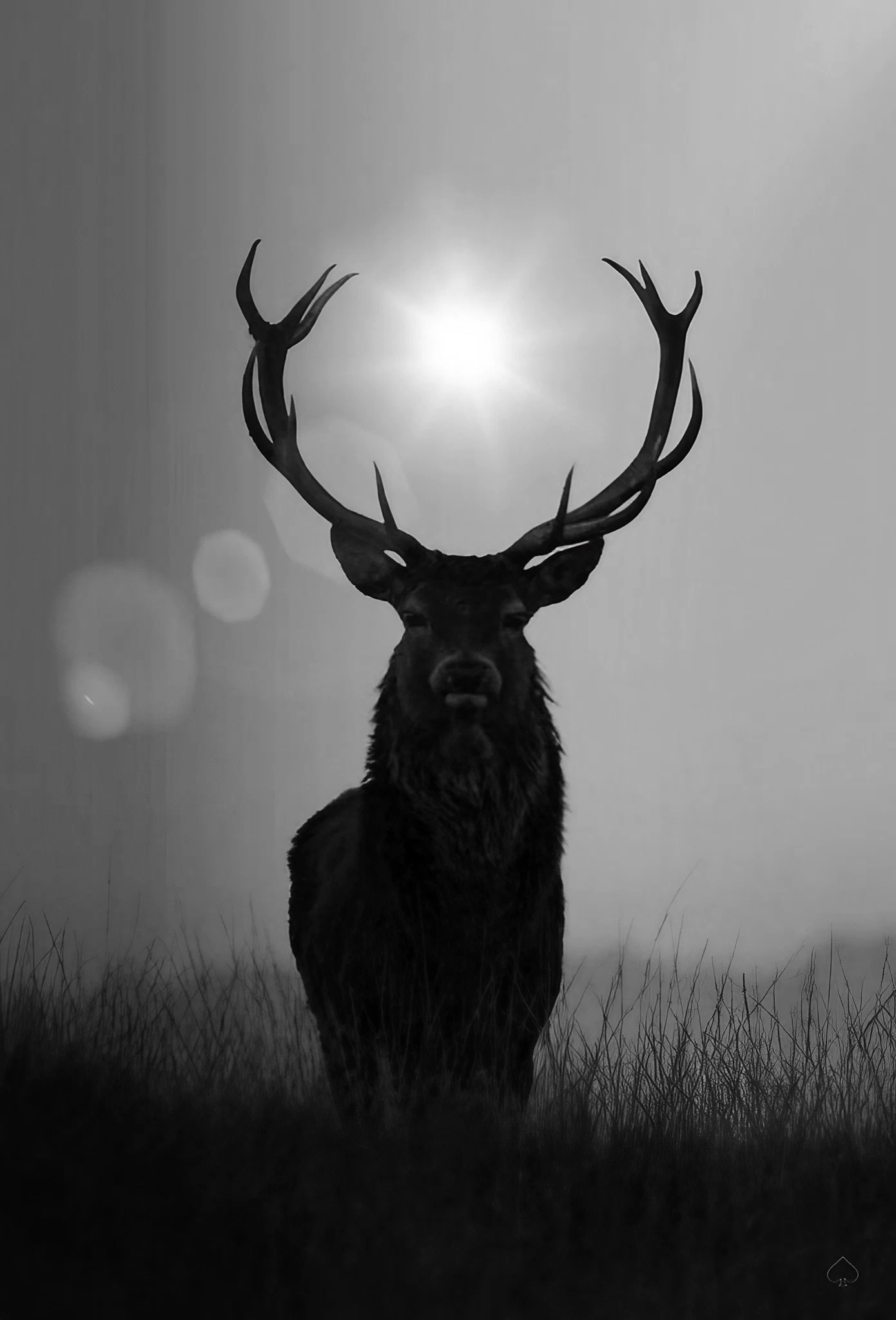 Deer - Dark