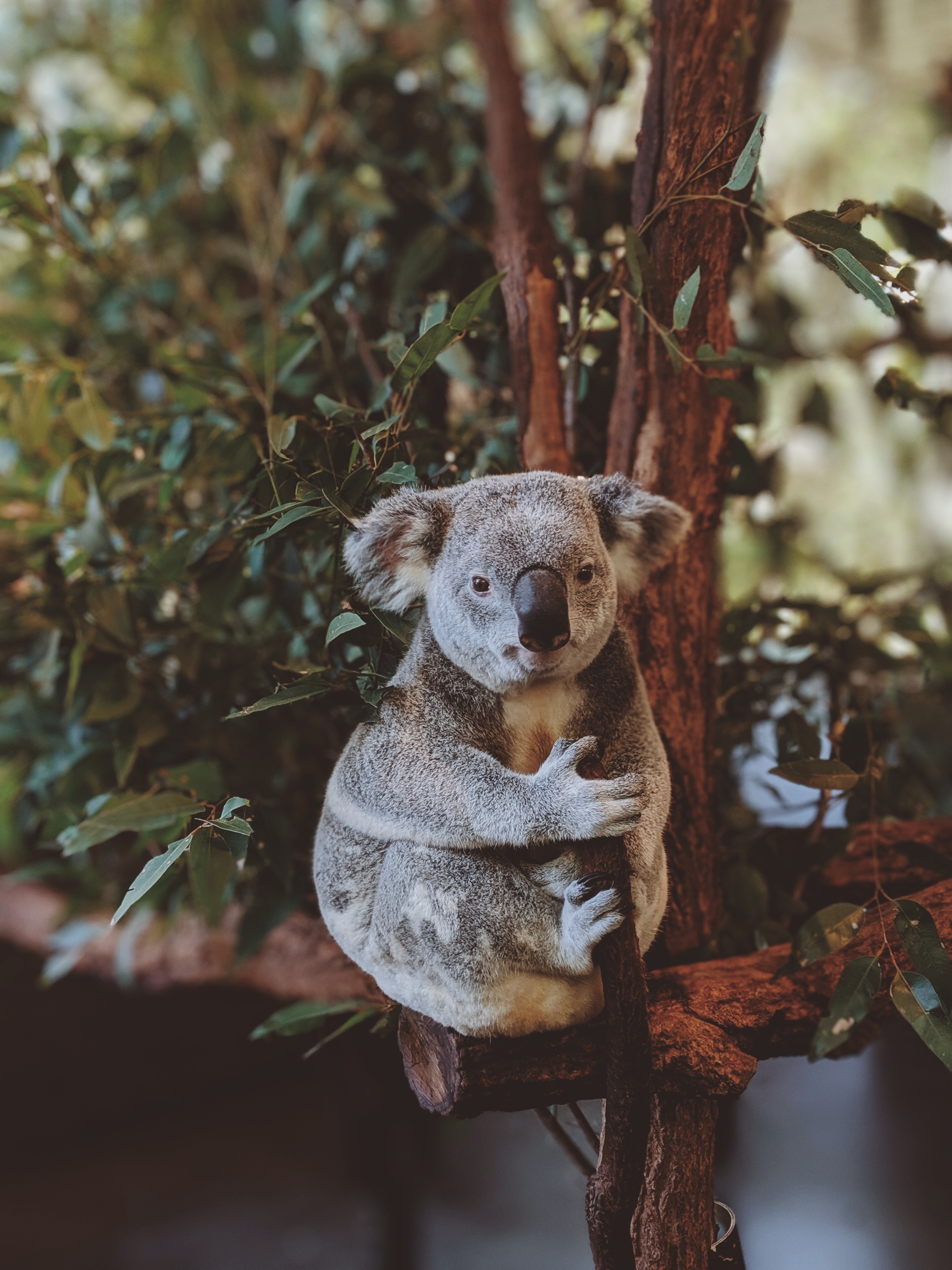 Wild Animals - Koala