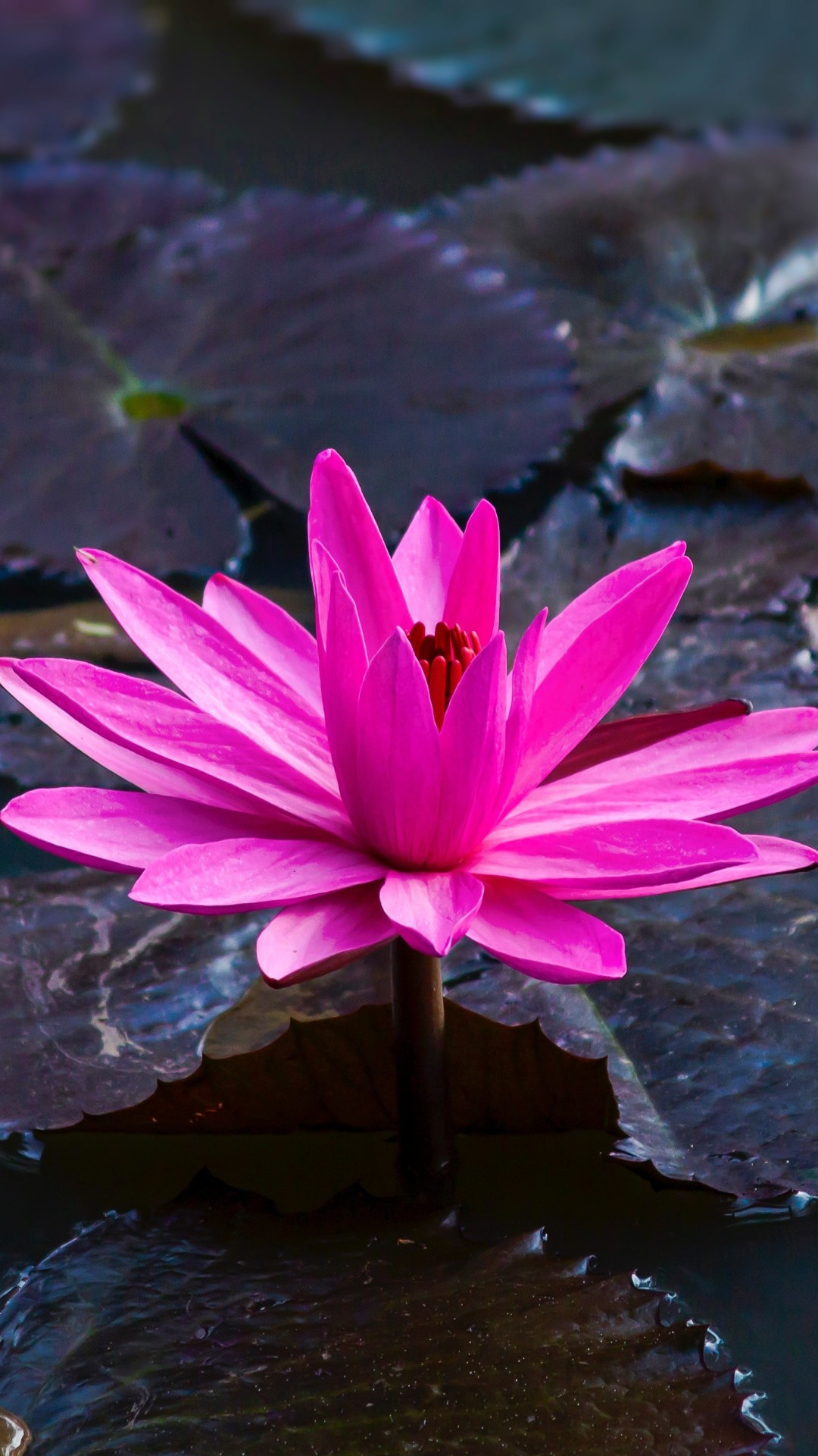 Lotus Flower