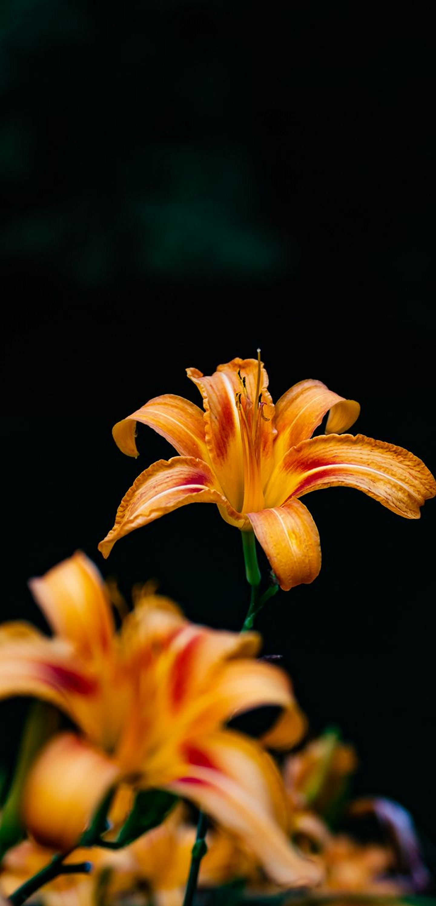 Day lily