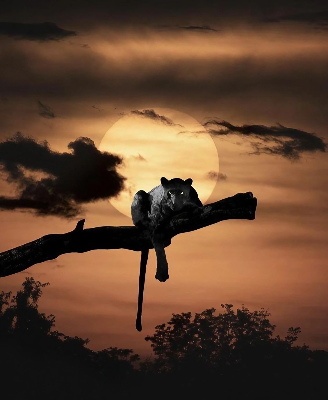 Black Panther Animal - Sunset Background