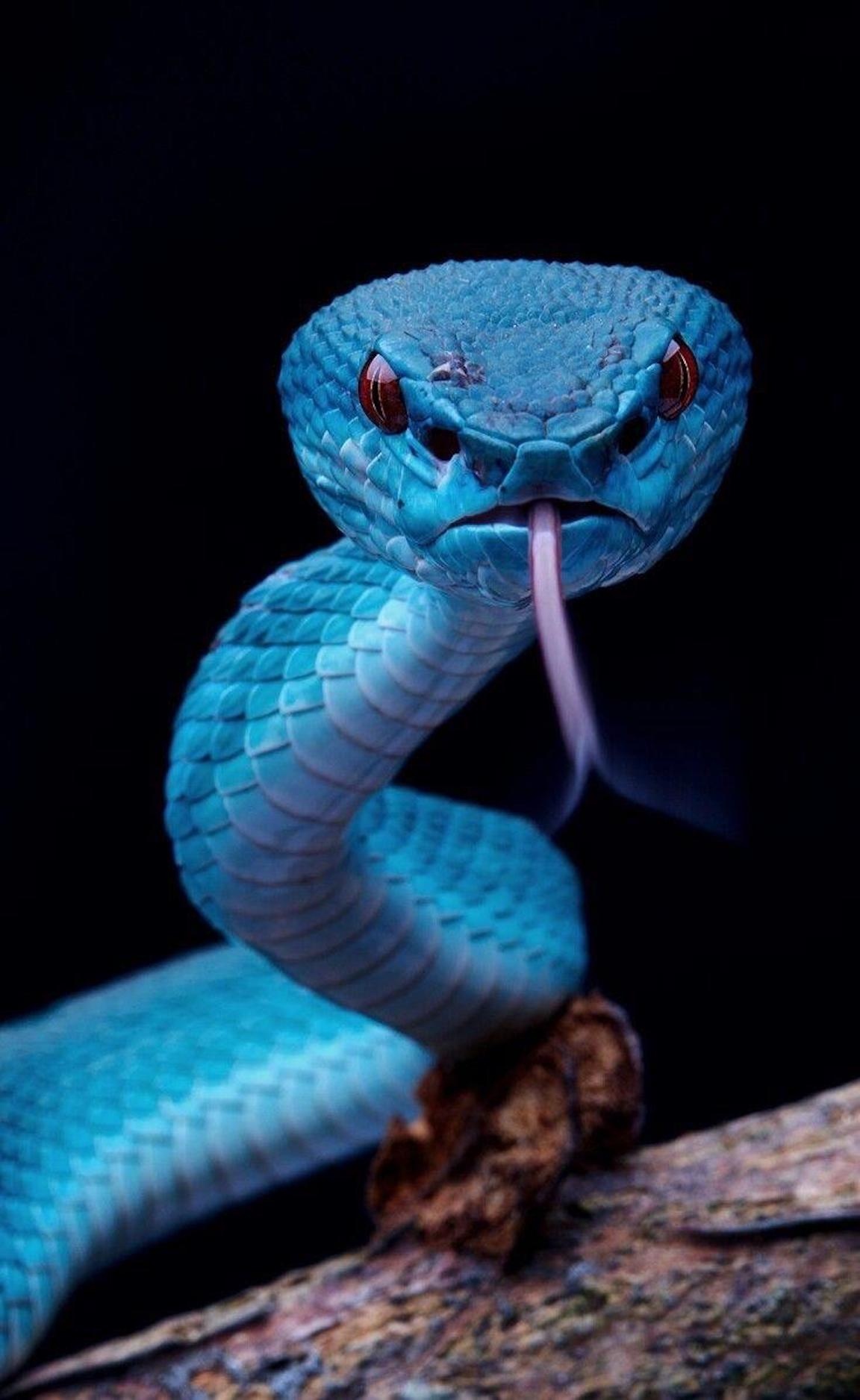 Snake | Viper Blue Snake