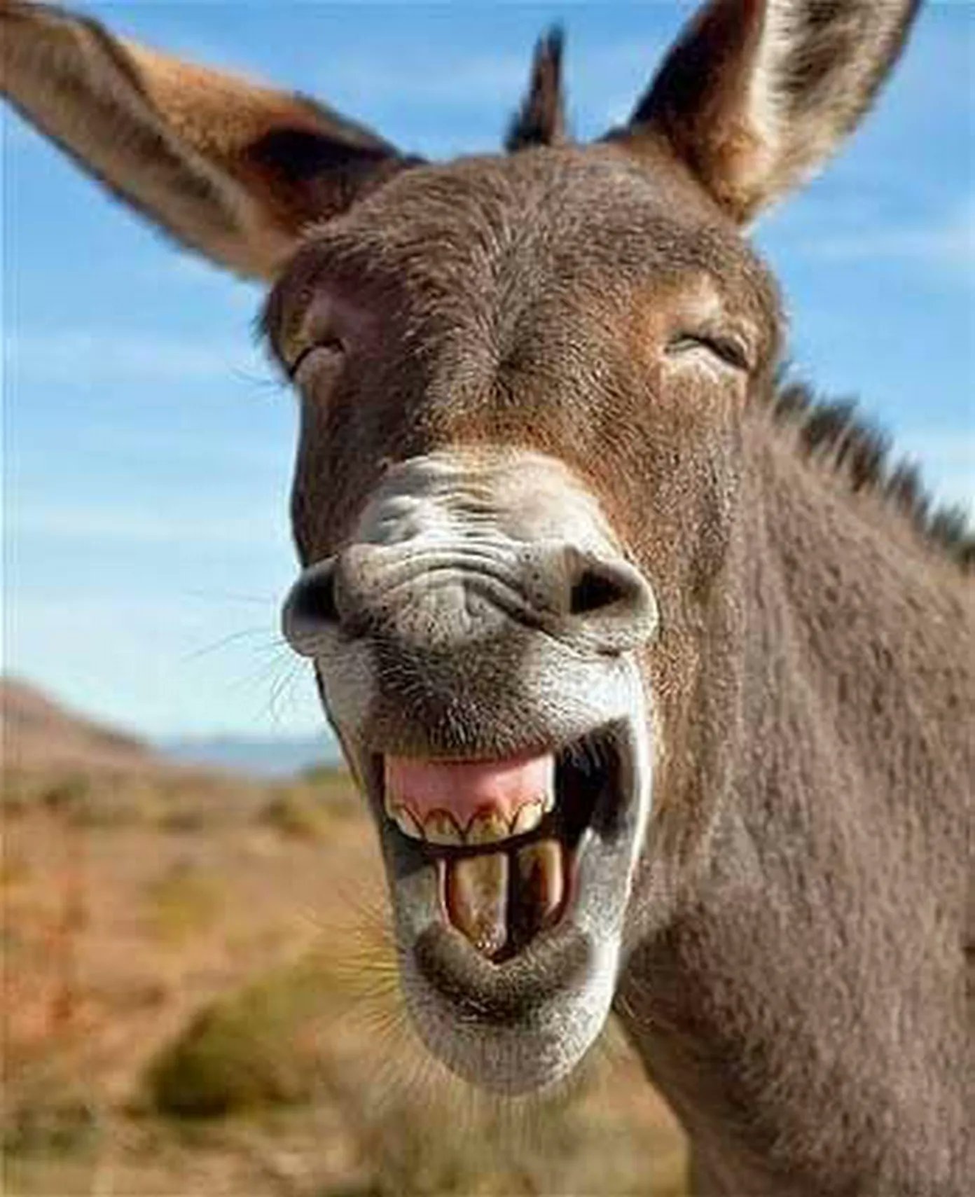 Funny | Funny Donkey