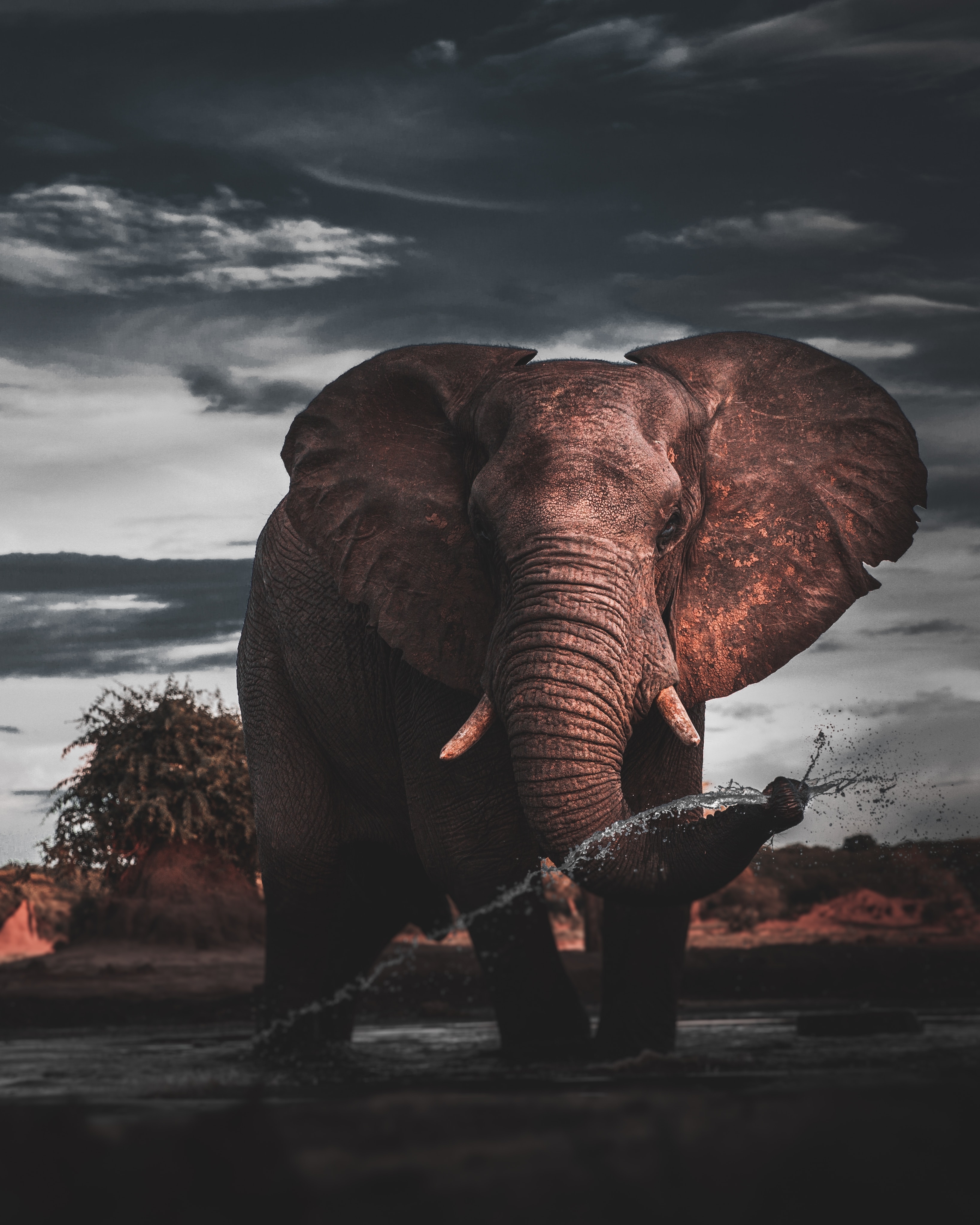 Elephant With Dark Clouds Background