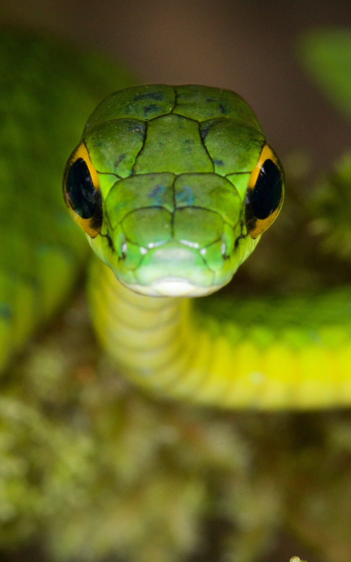 Snake | Verta Green