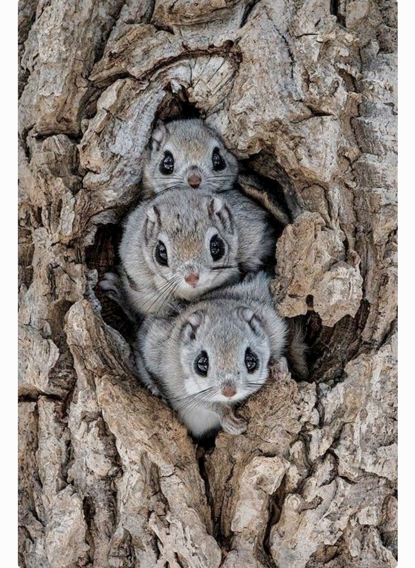 Cute Animals - Squirrels