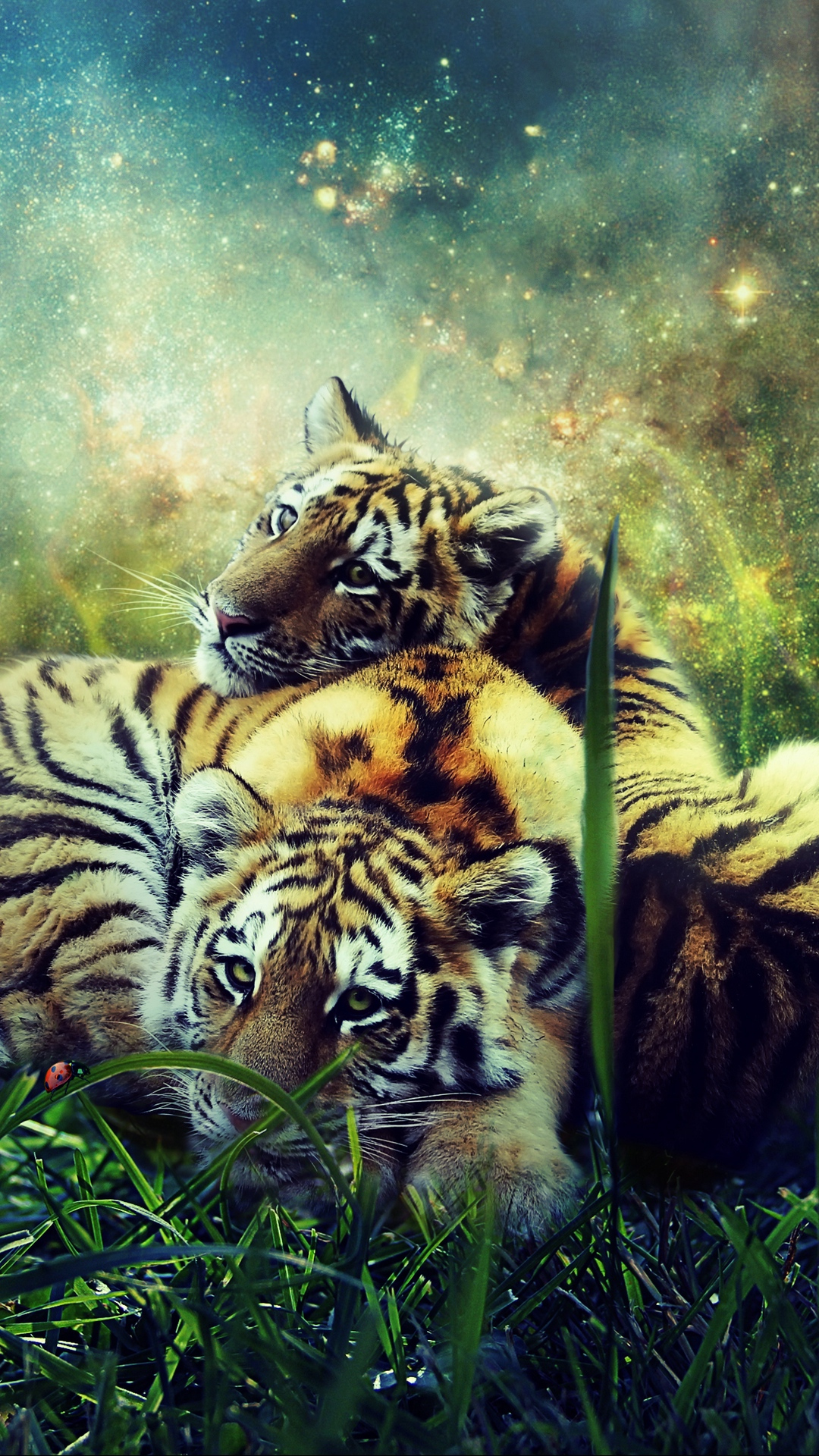 Tiger Cubs