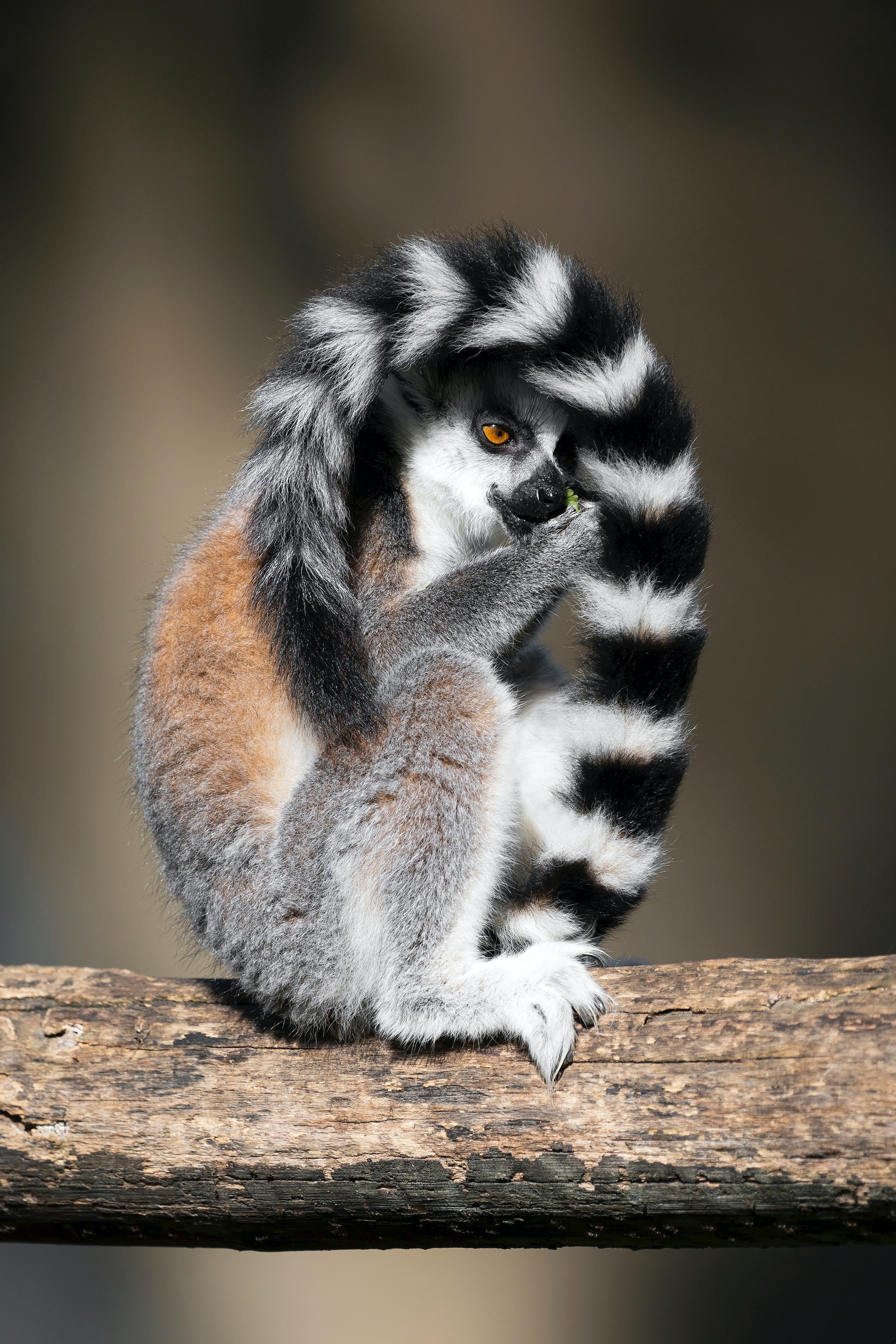 Wild Animals - Ring Tailed Lemur