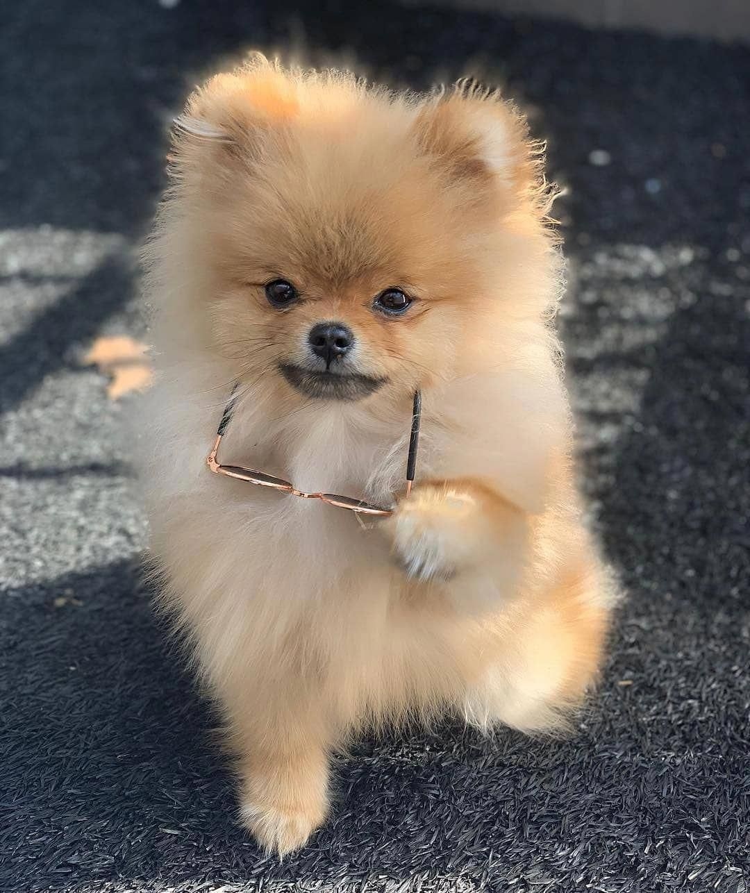 Cute Dog | Pomeranian Golden Dog