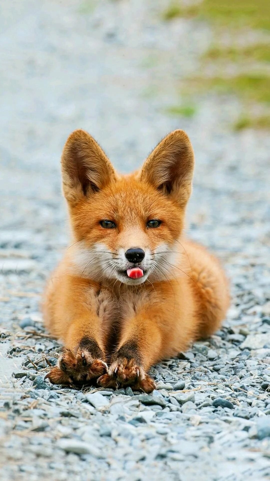 Fox | Brown Wild Animal