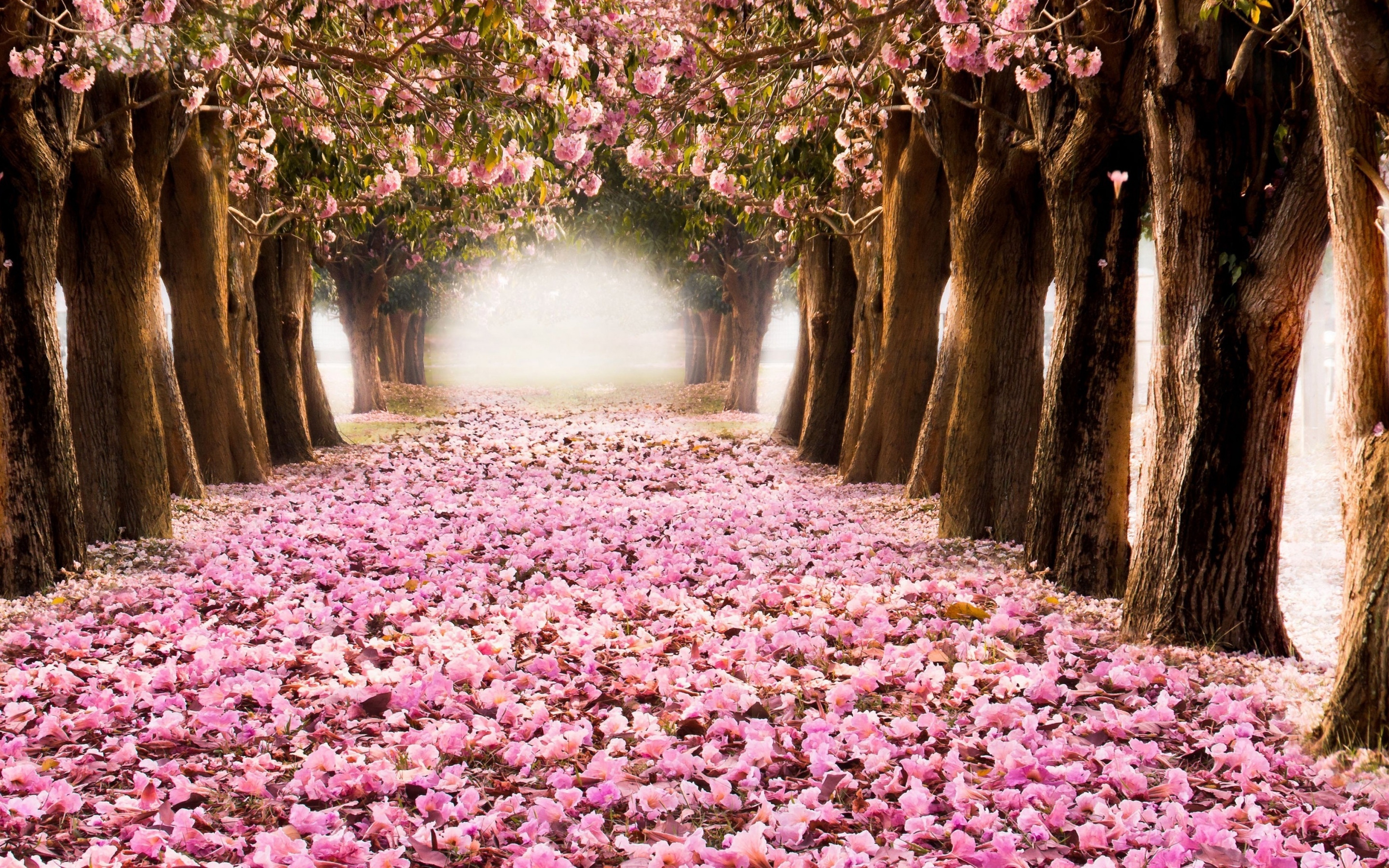 May Background - Pink Flowers - Cherry Blossom