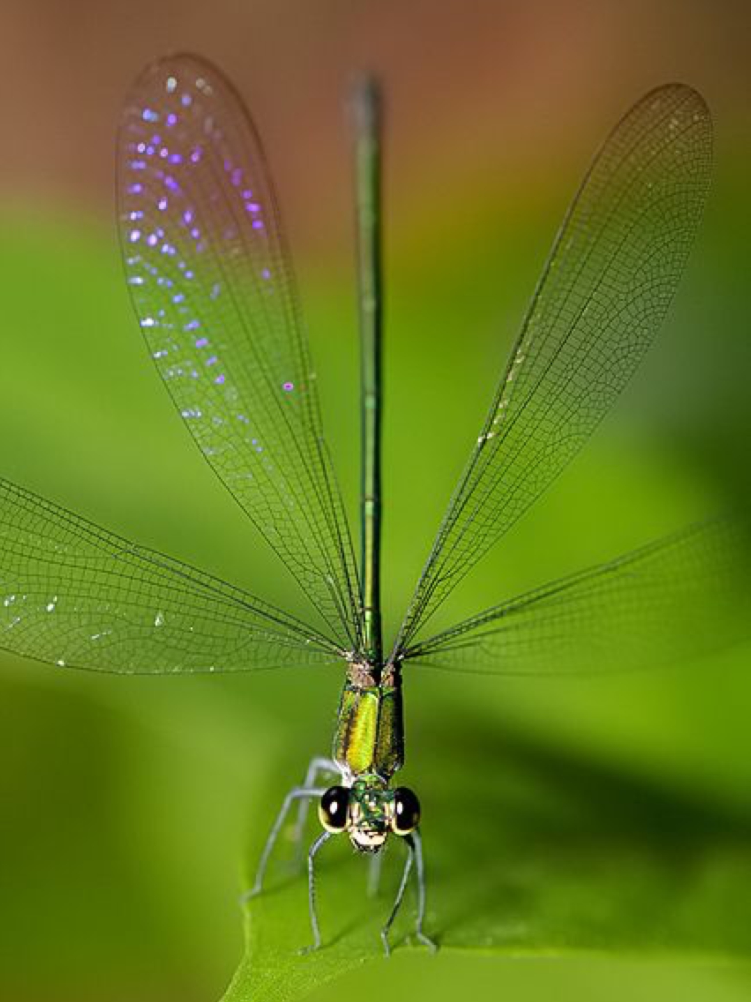 Dragonfly | Beautiful | Insect