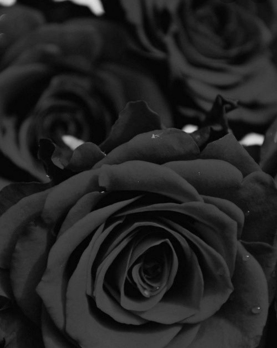 Black Rose | Black