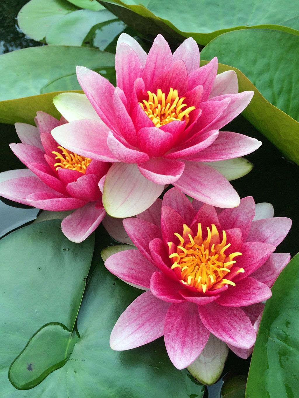 Lotus Flower | Flower