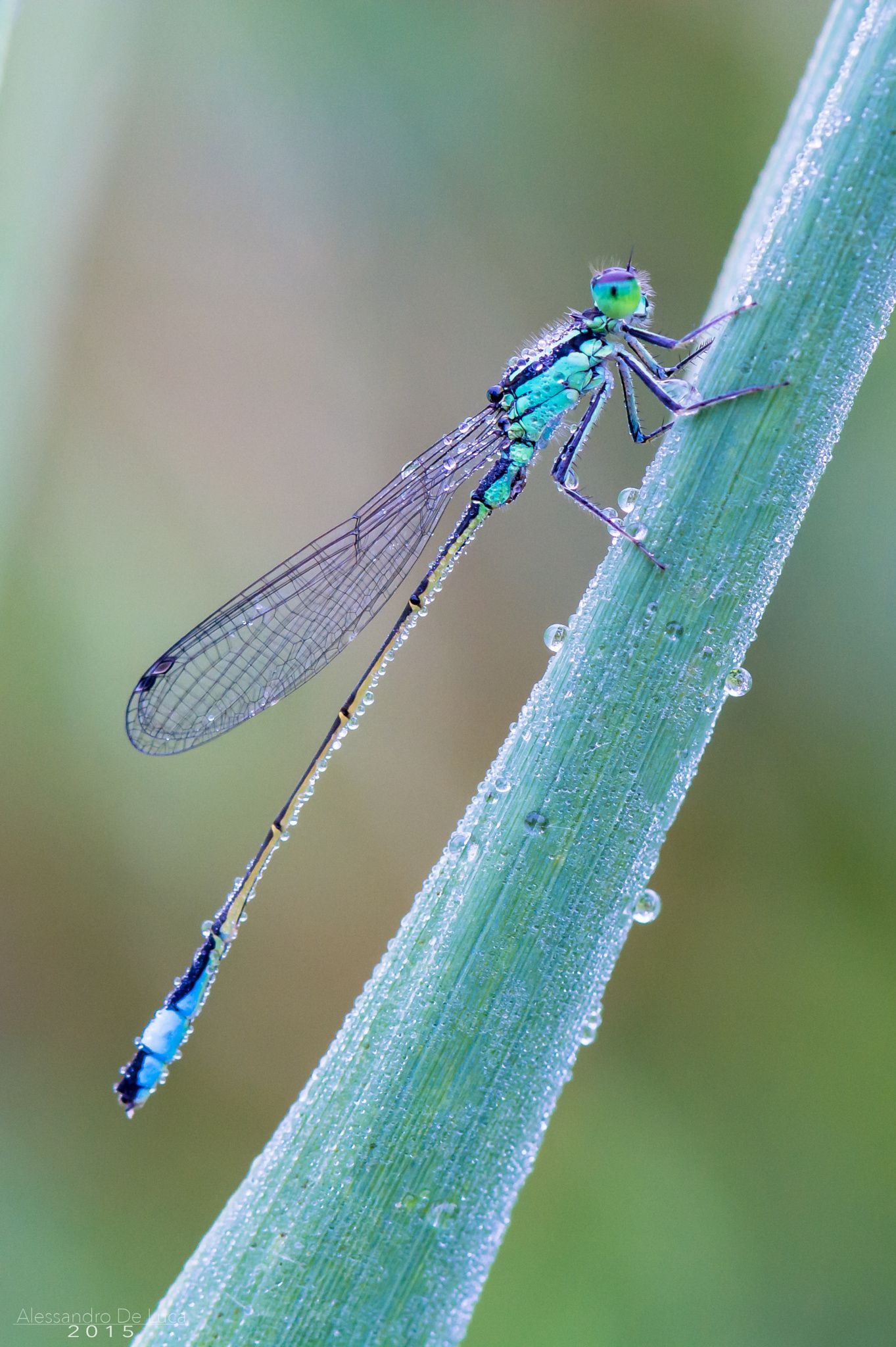 Dragonfly | Insect