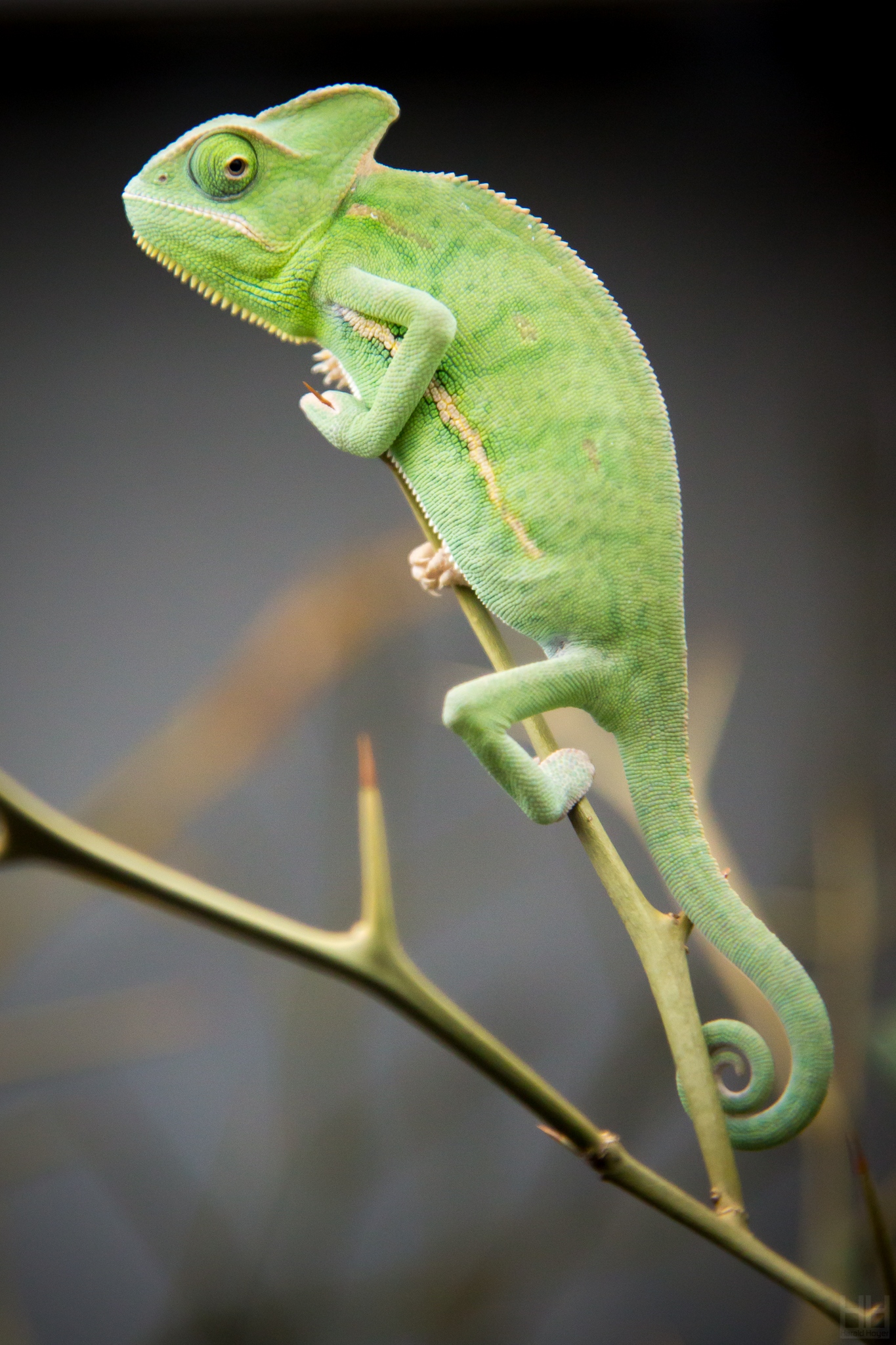 Chameleon | Green | Lizard