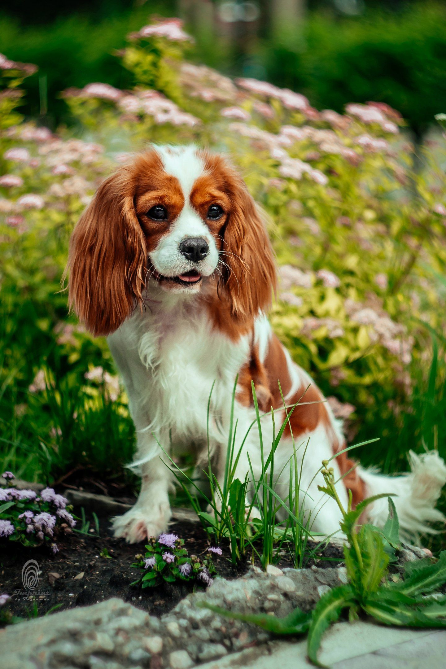 Dogs | Spaniel Dog