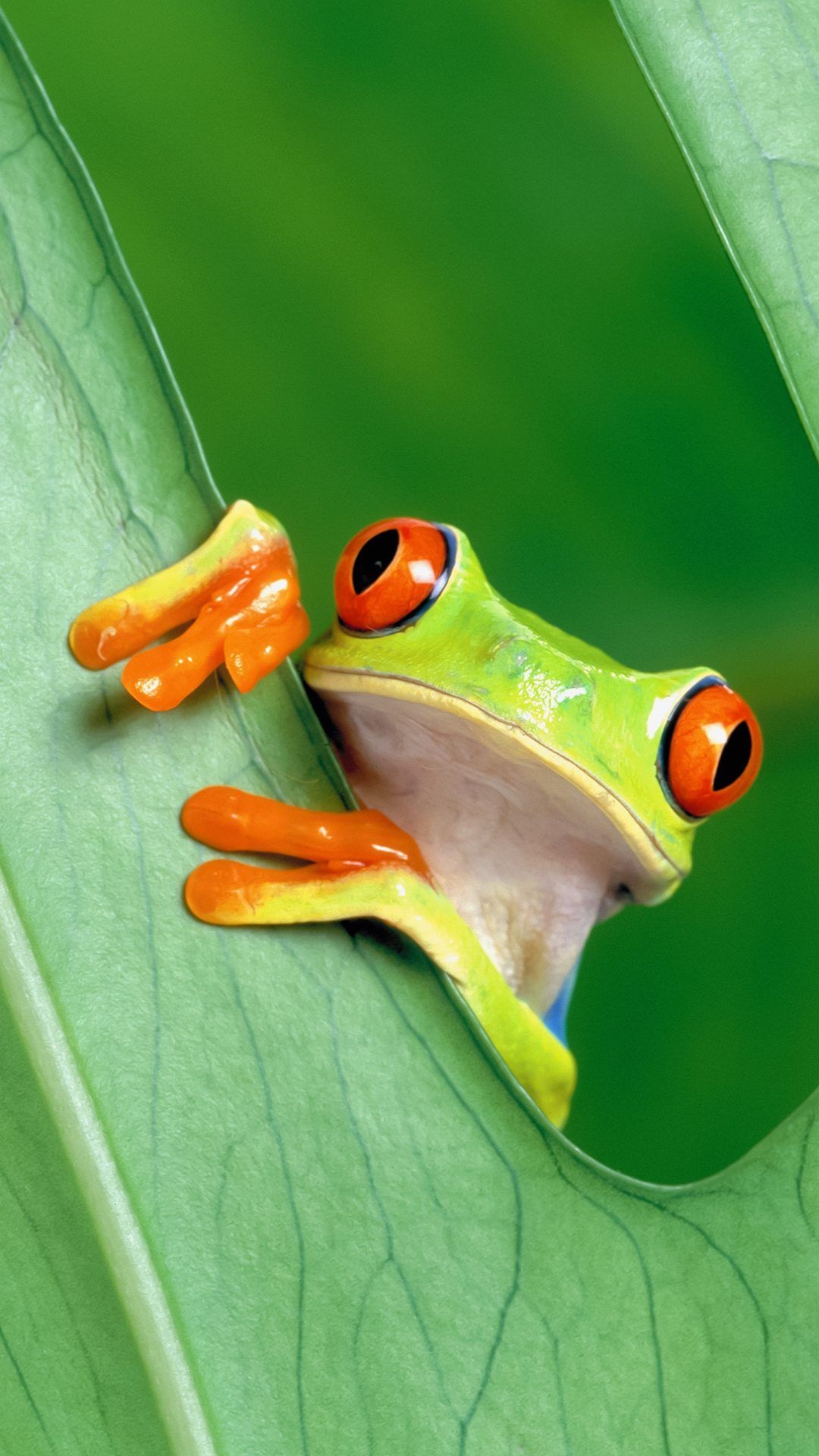 Cute Frog | Funny Frog