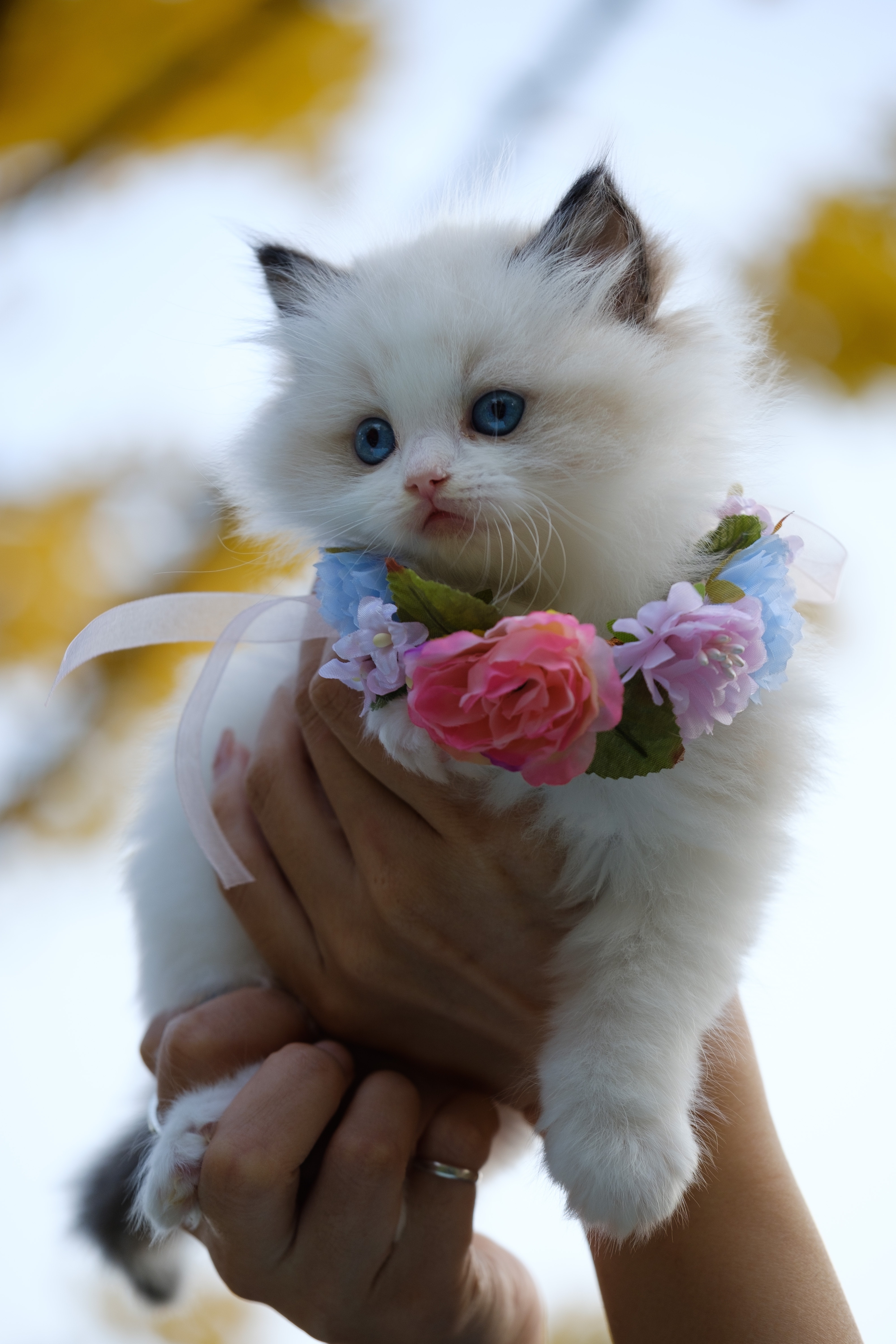 Cute Animals - White Cat