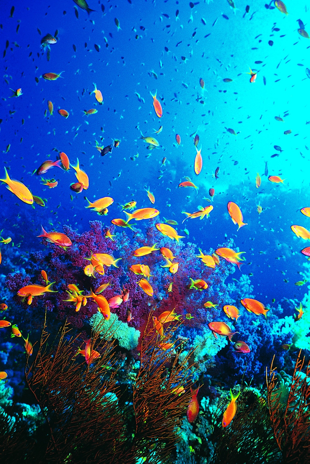 Fish Water | Colorful Fishes