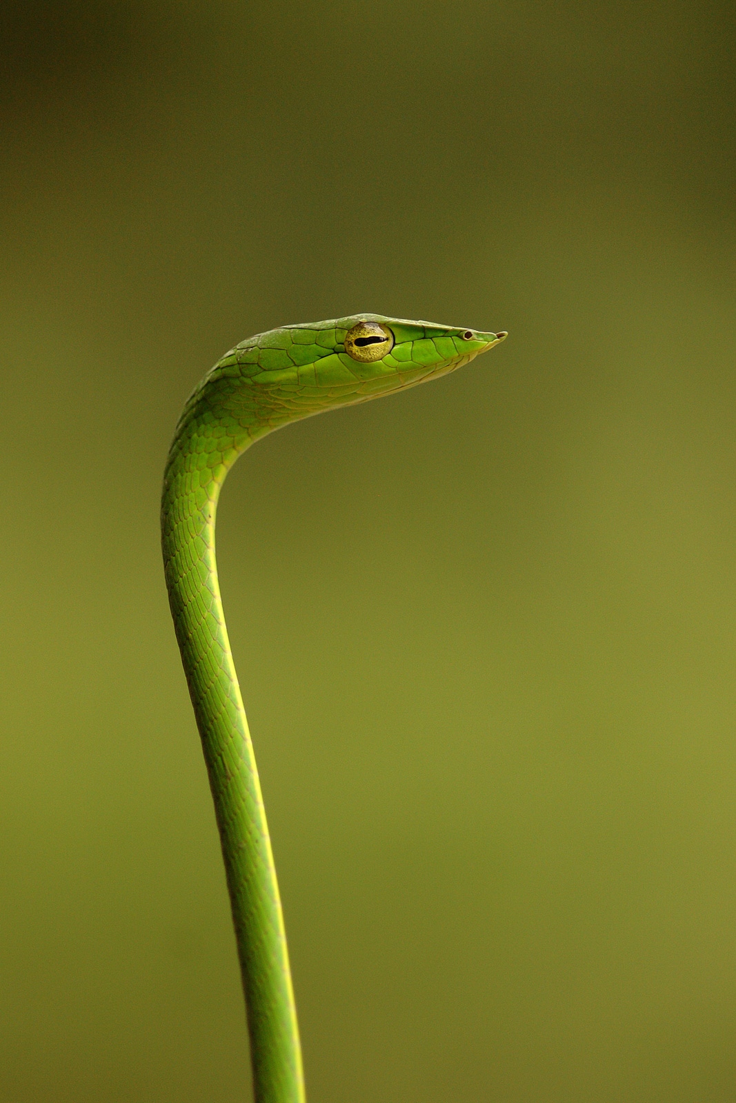 Snake | Monster Green Snake