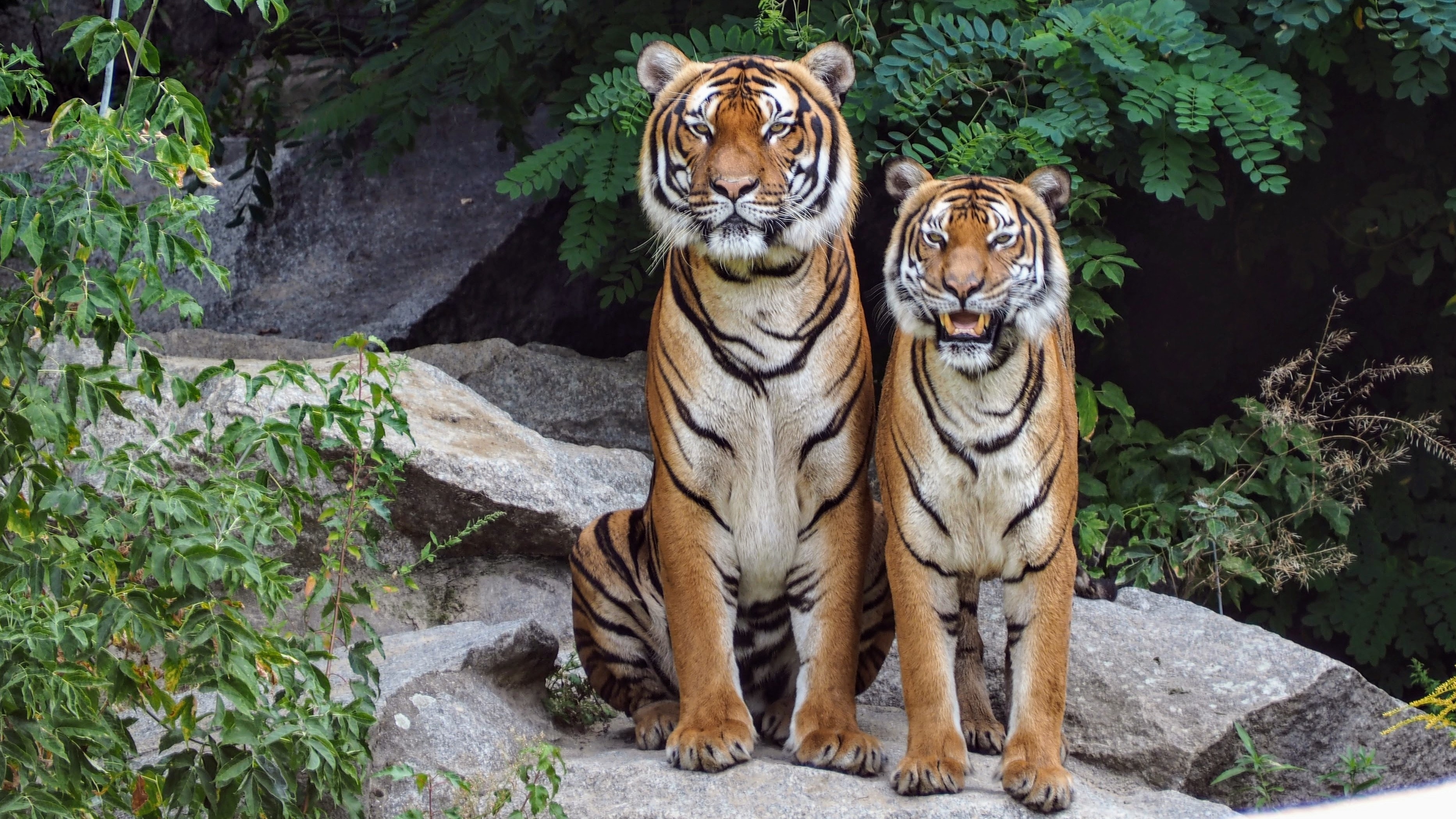 Wild Animals - Two Tigers