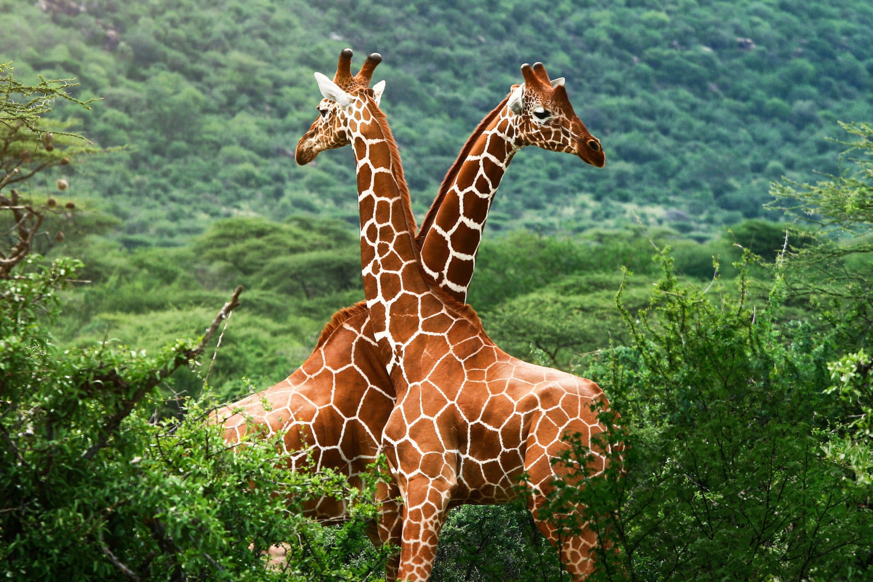 Wild Animals - Northern Giraffe