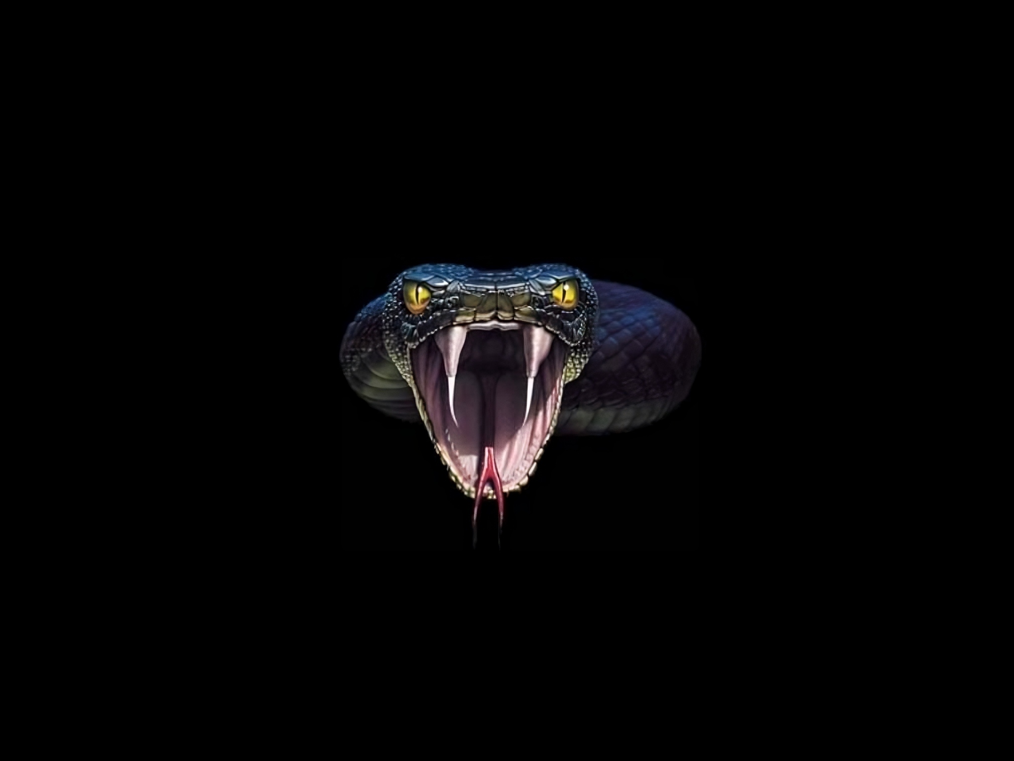 Cobra Snake - face