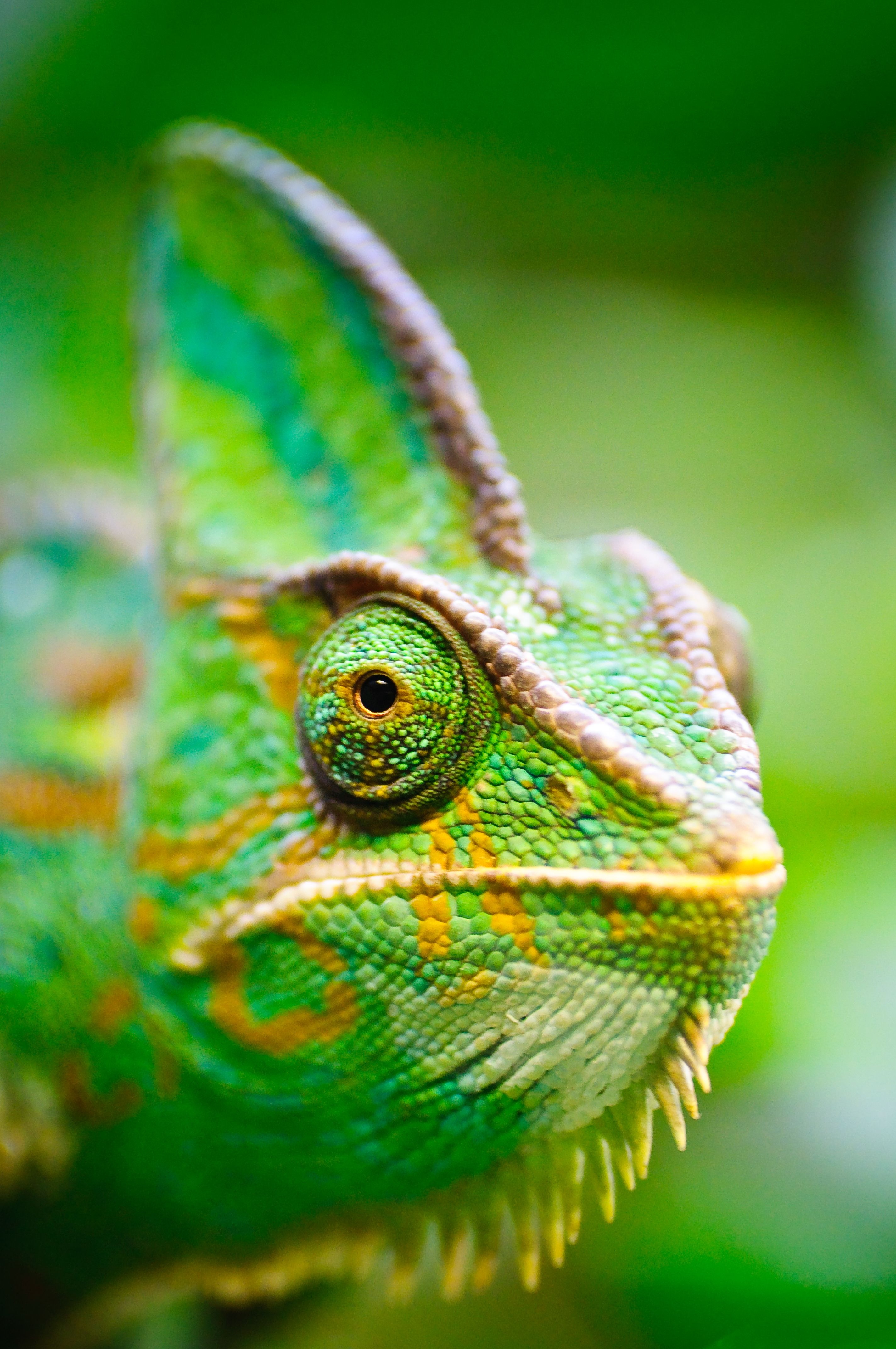 Chameleon | Green Lizard