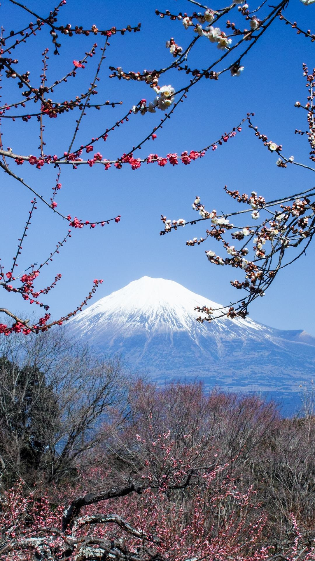 Snow Covered Mountain