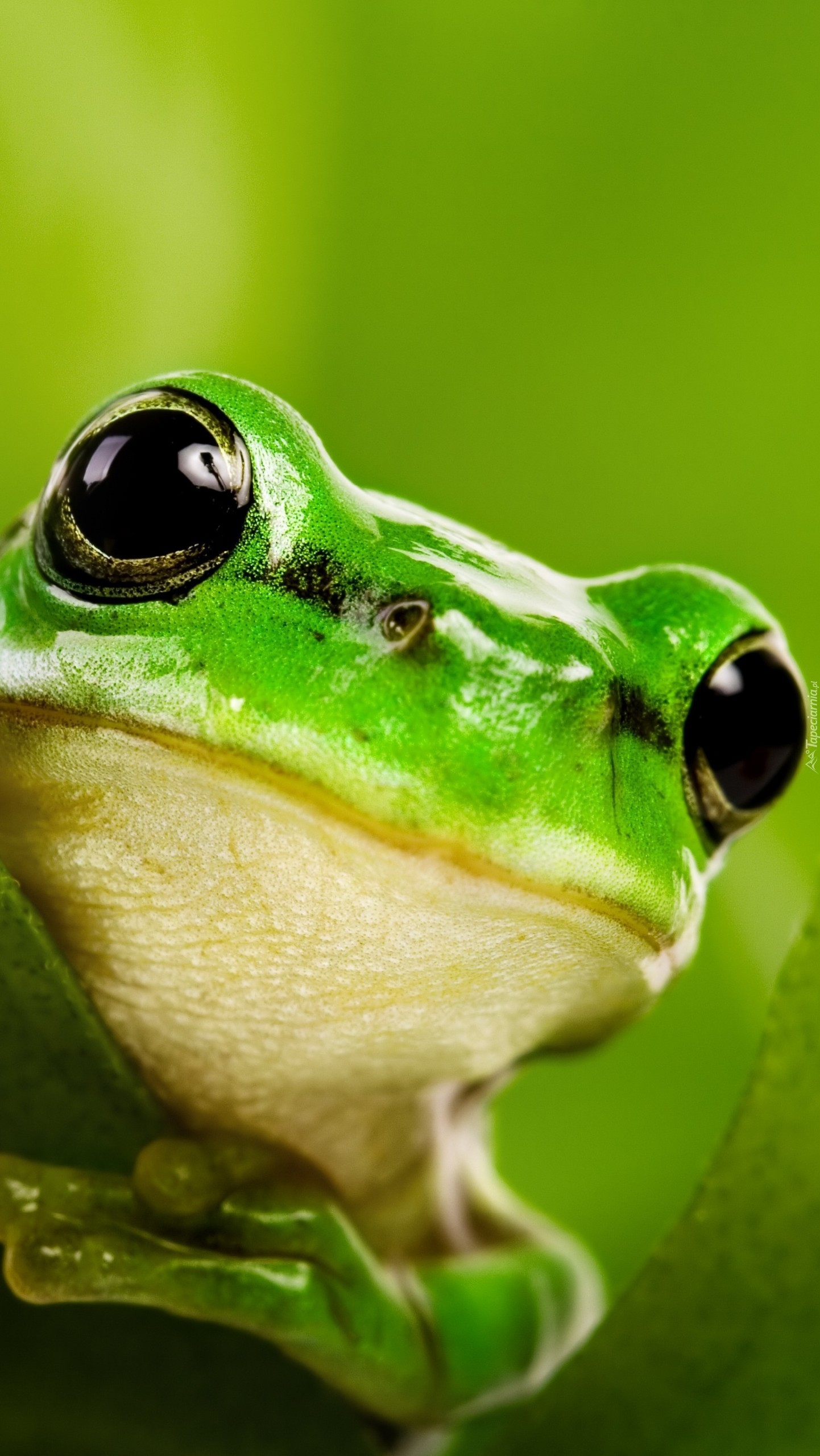 Cute Frog | Green Adorable