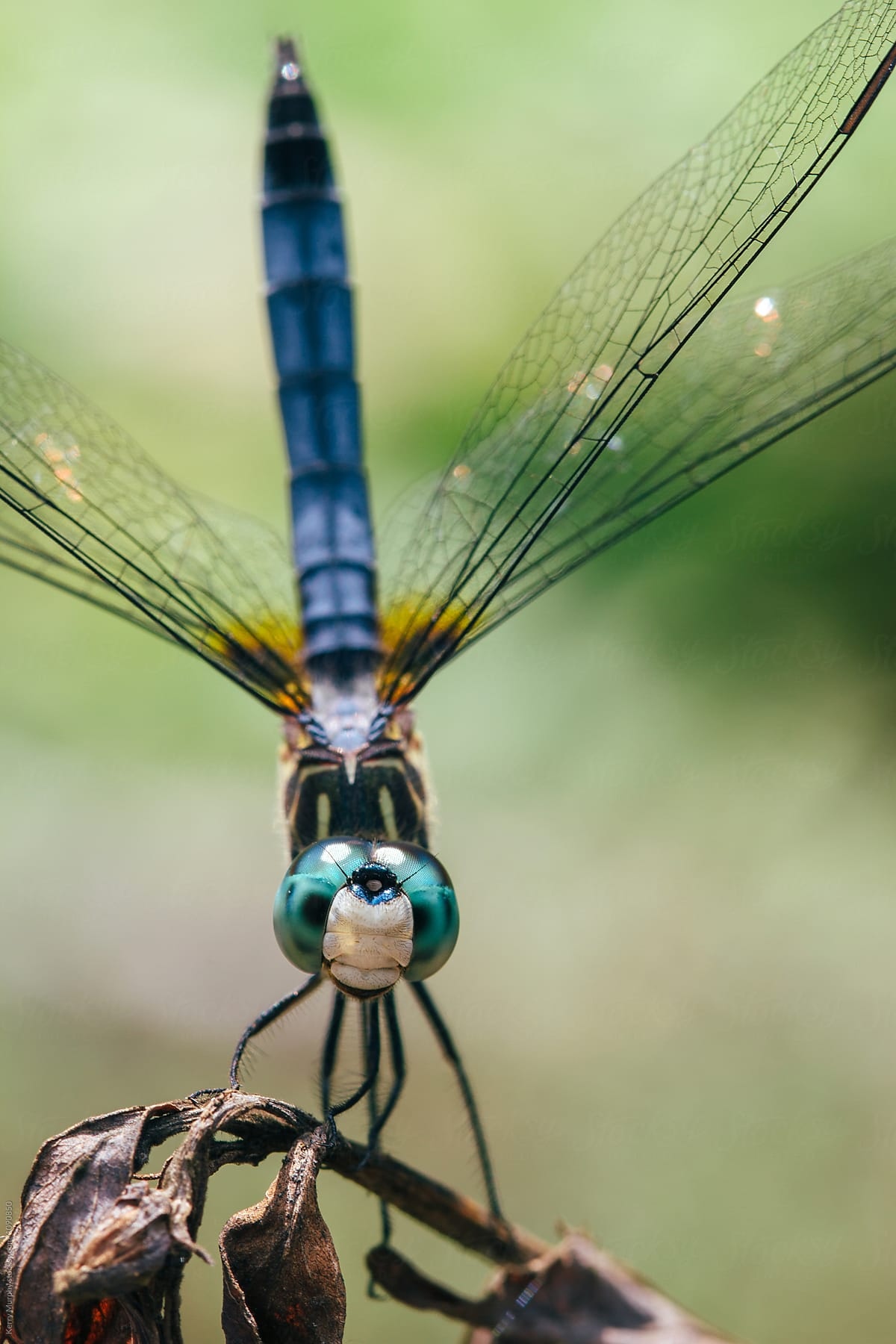 Dragonfly | Adorable Insect