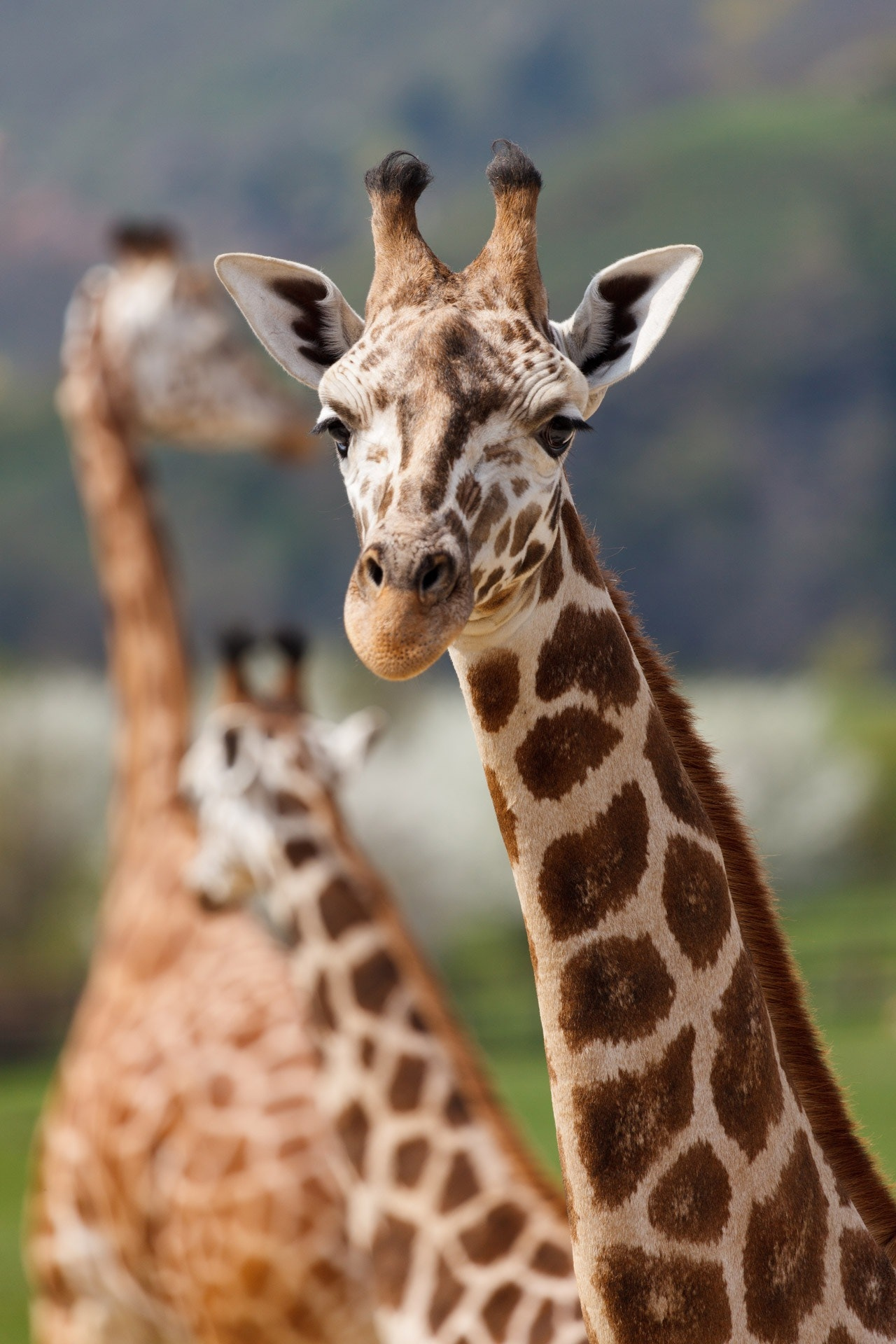 Giraffe Closeup