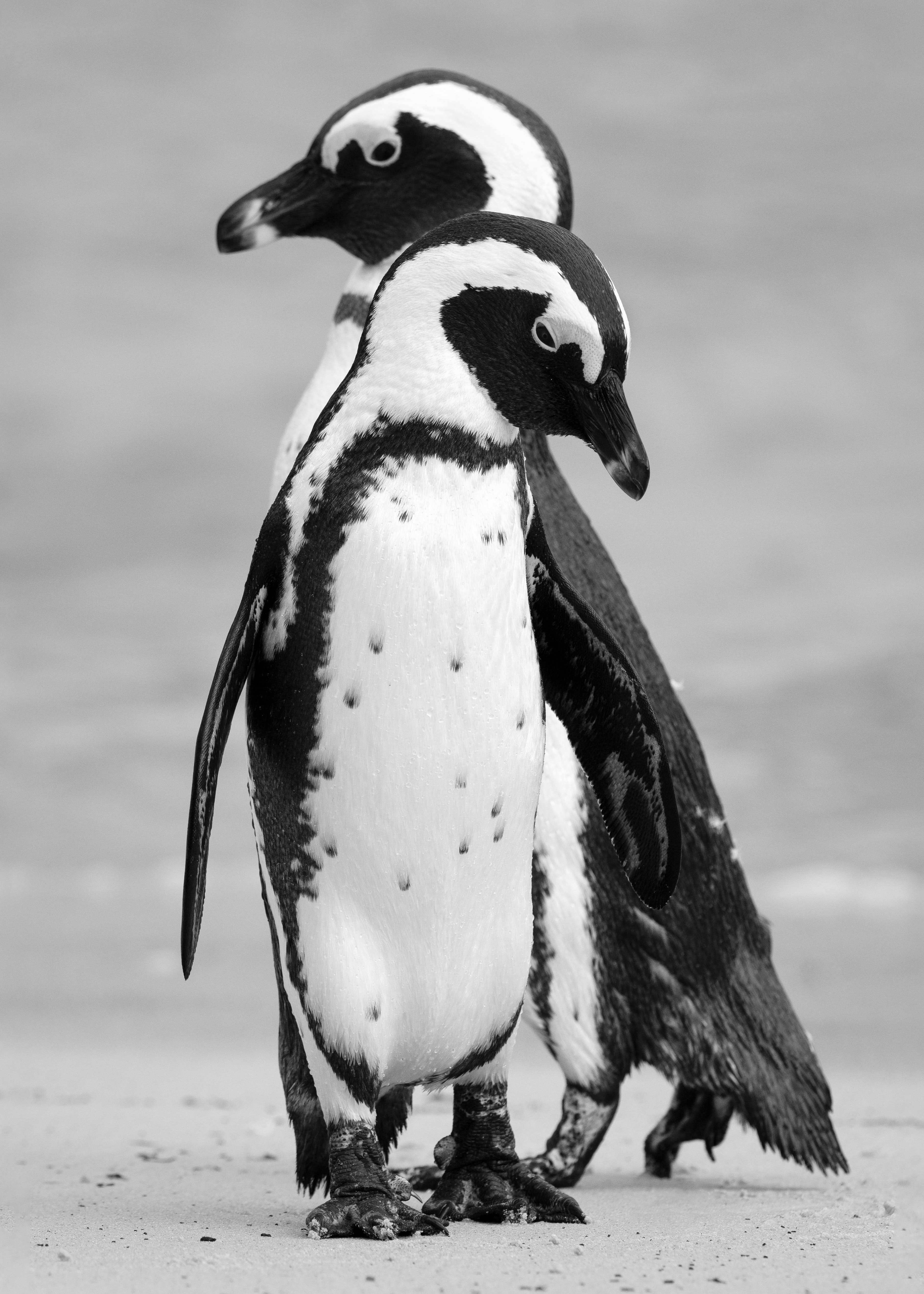 Wild Animals - Black And White - Penguin