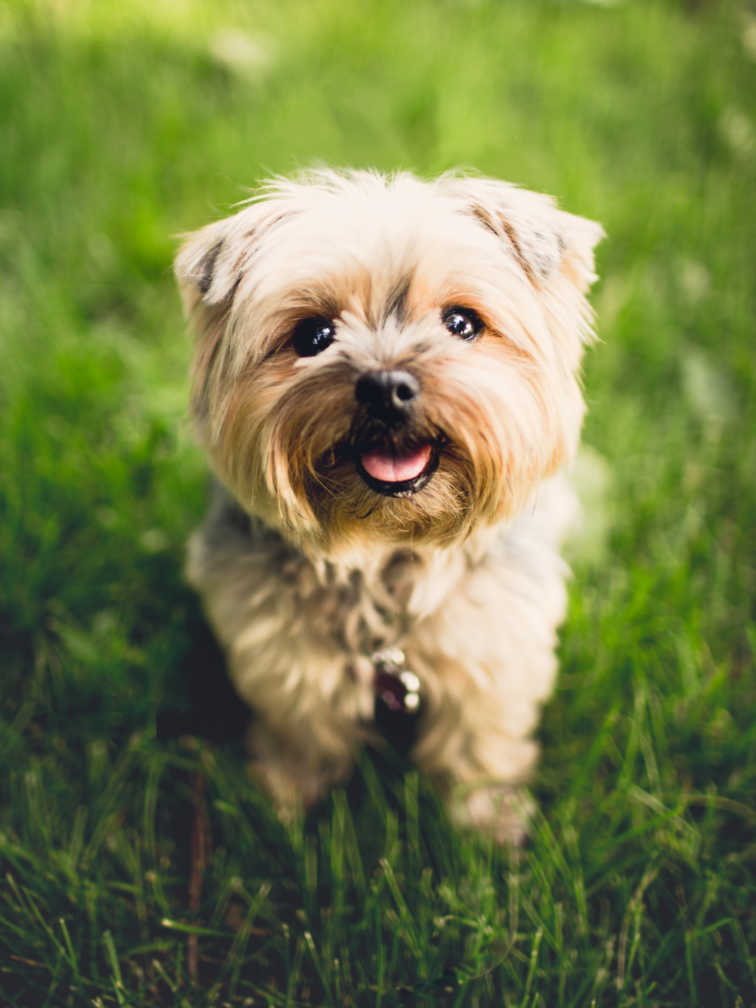 Dogs | Terrier Cute Puppy