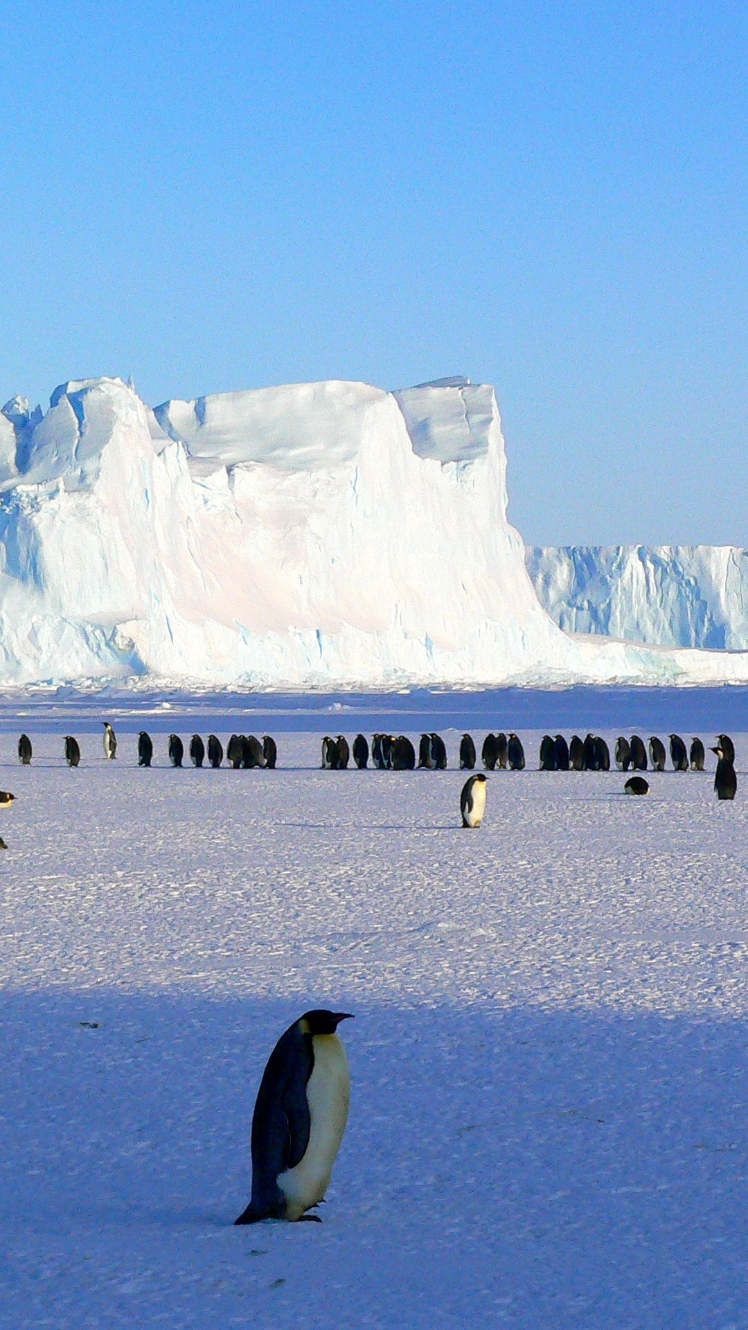 Penguins