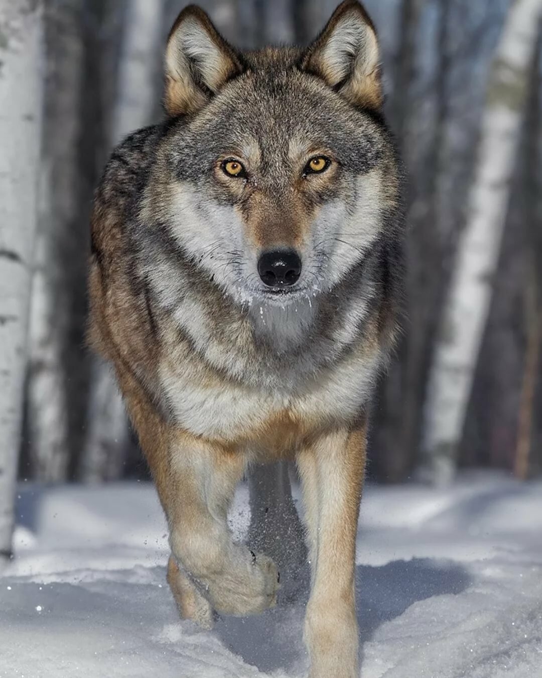 Wolf | Wolf Portrait