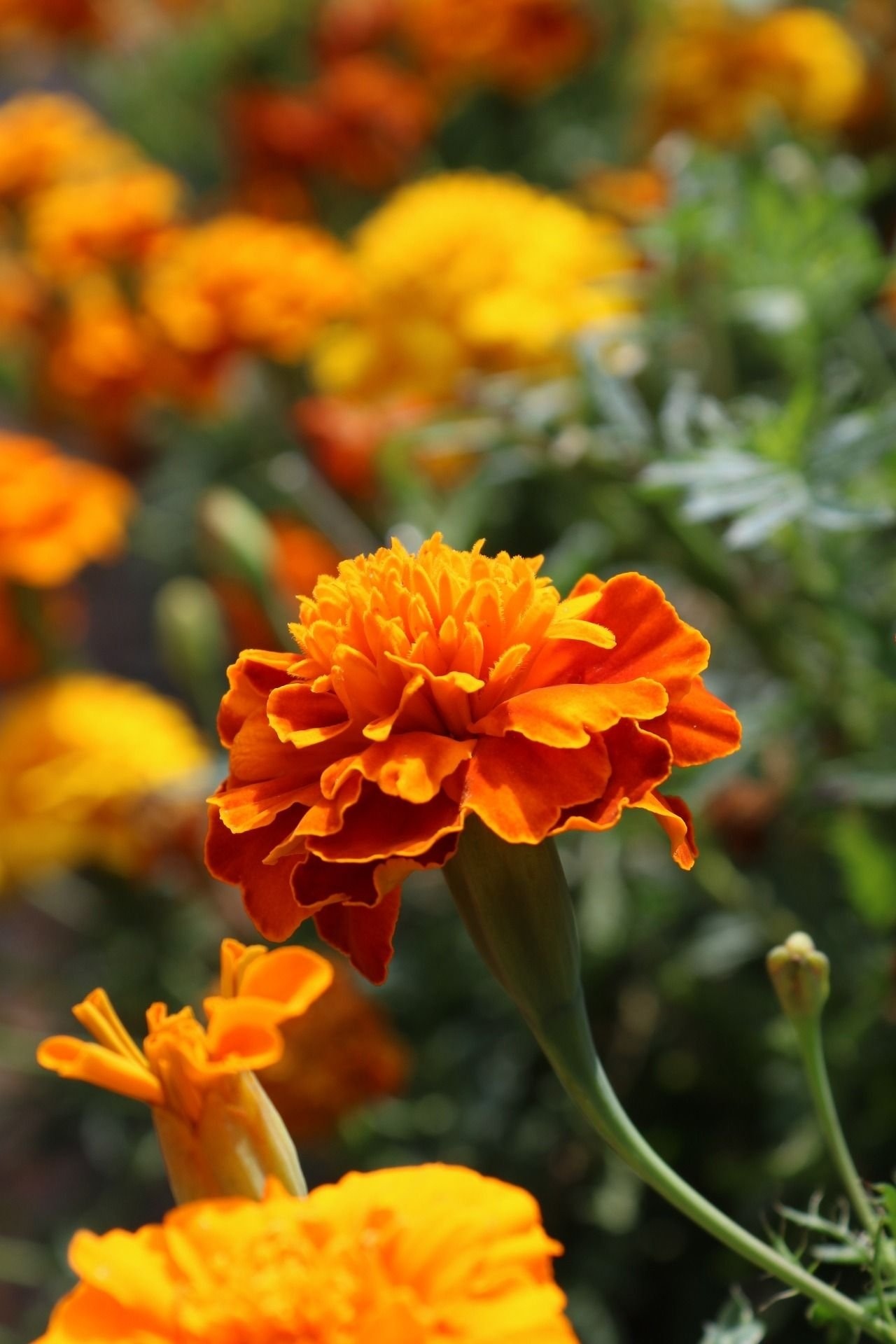 Marigold | Marigold Flowes