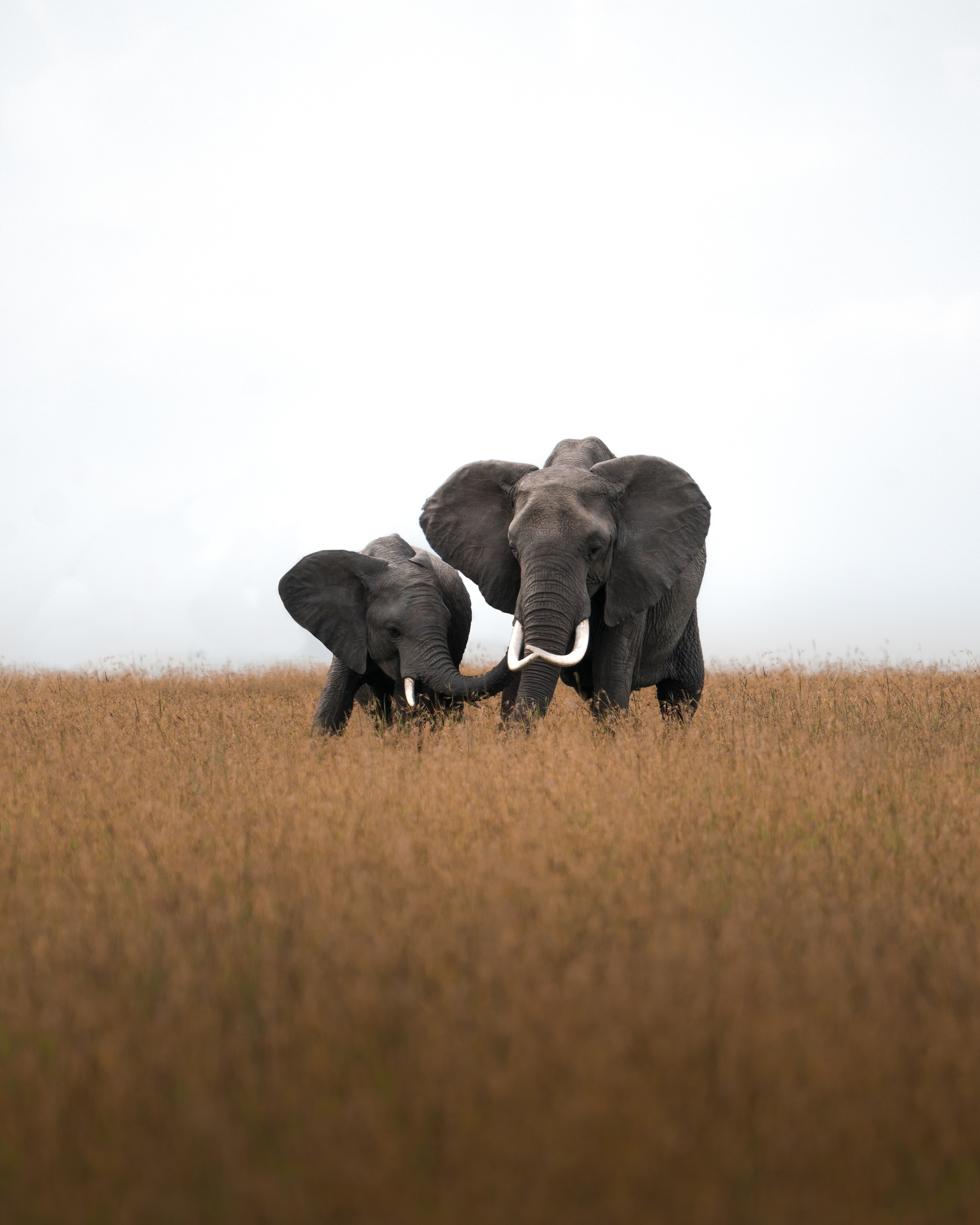 Baby Elephant With Mother