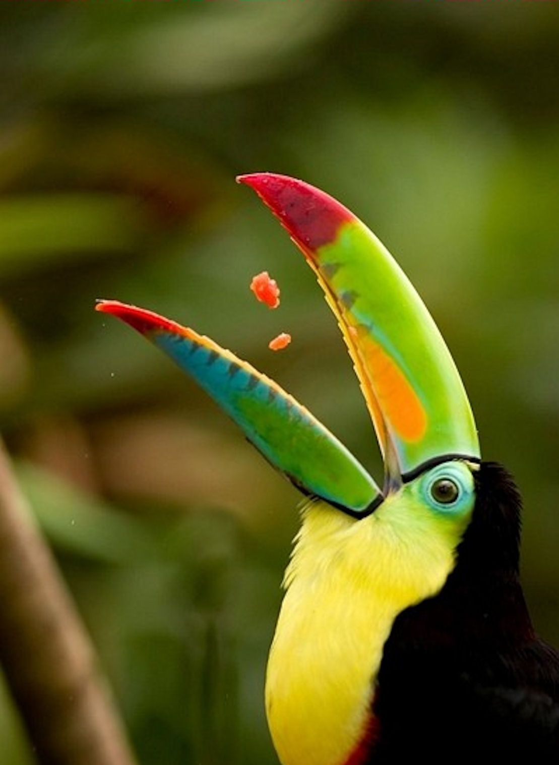 Toucans | Bird