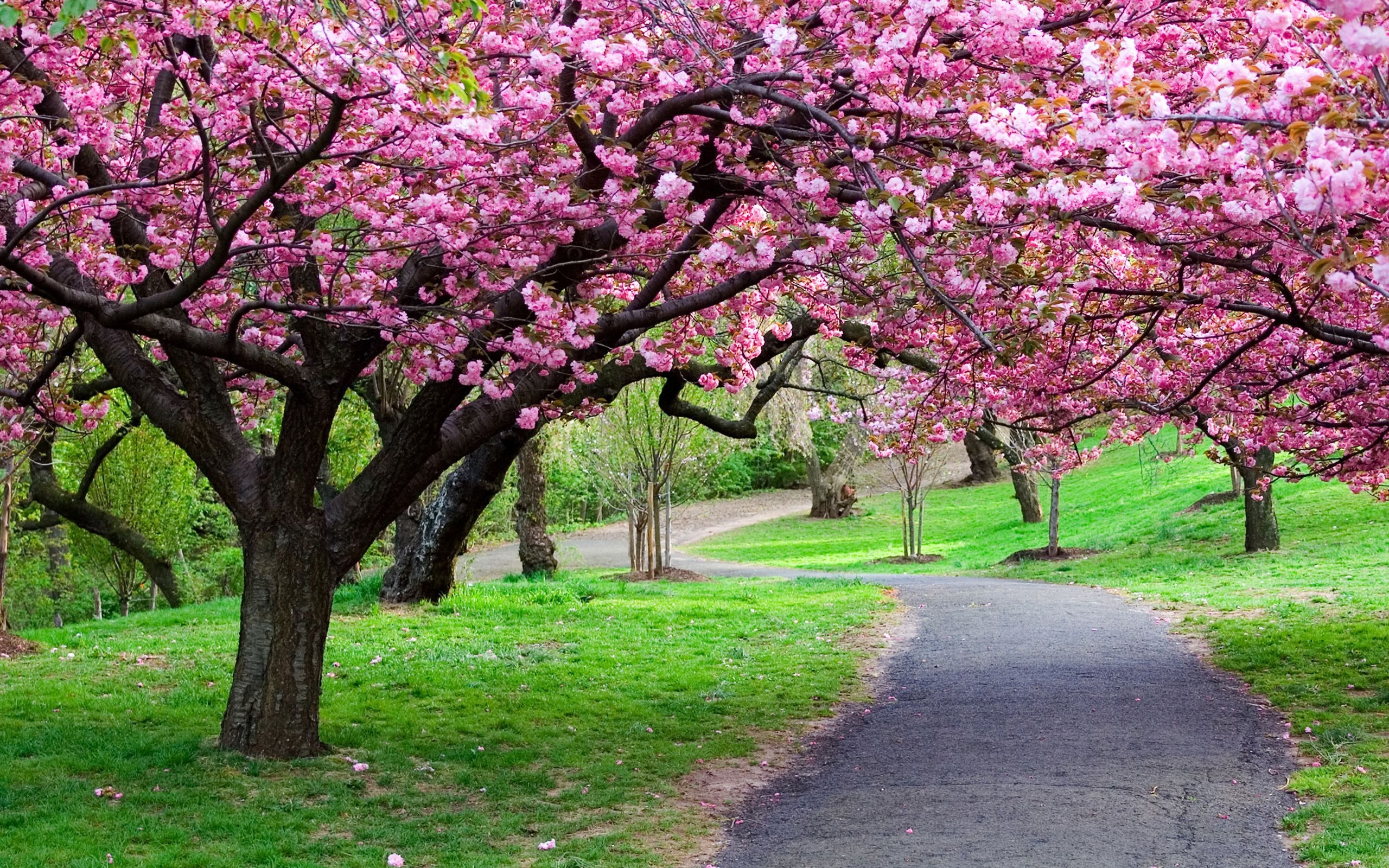 Spring Flowers - Sakura Garden