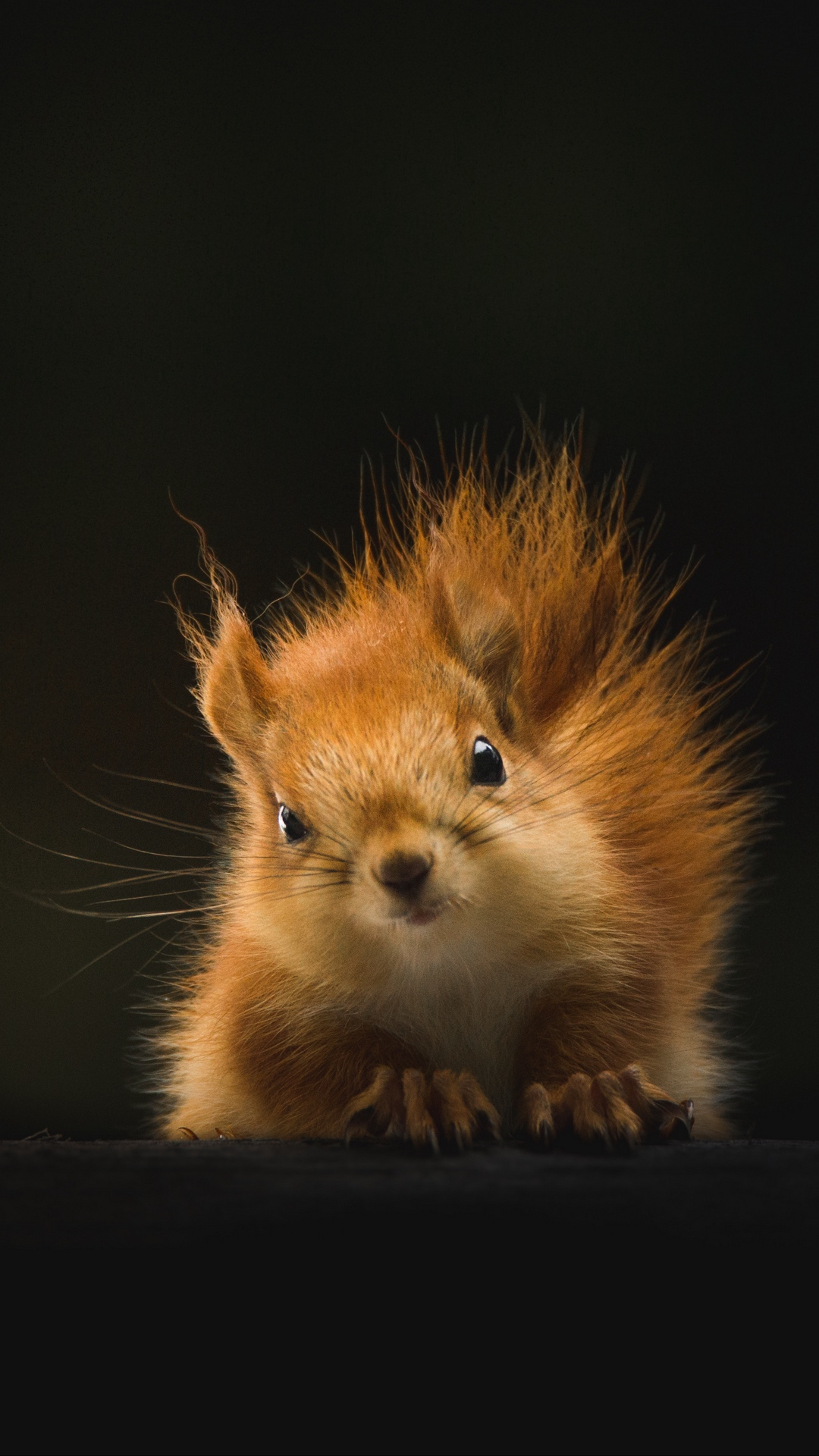 Brown Squirrel