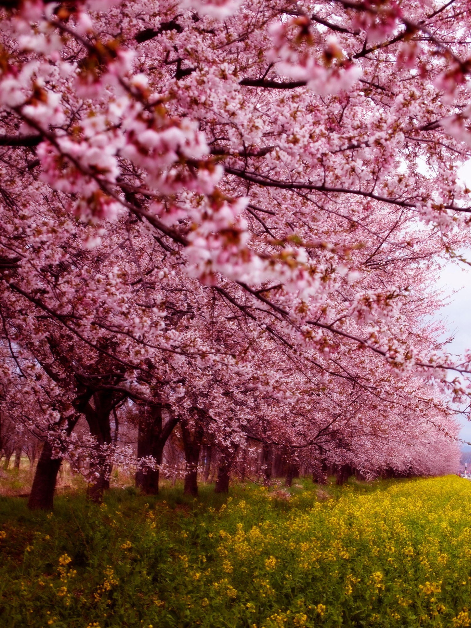 Spring | Flowers | Spring Tree