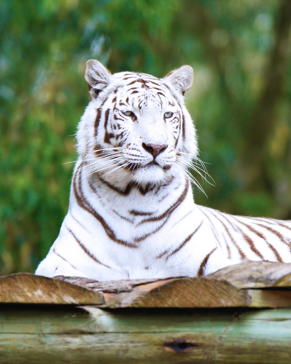 White Tiger | Tiger | King Tiger