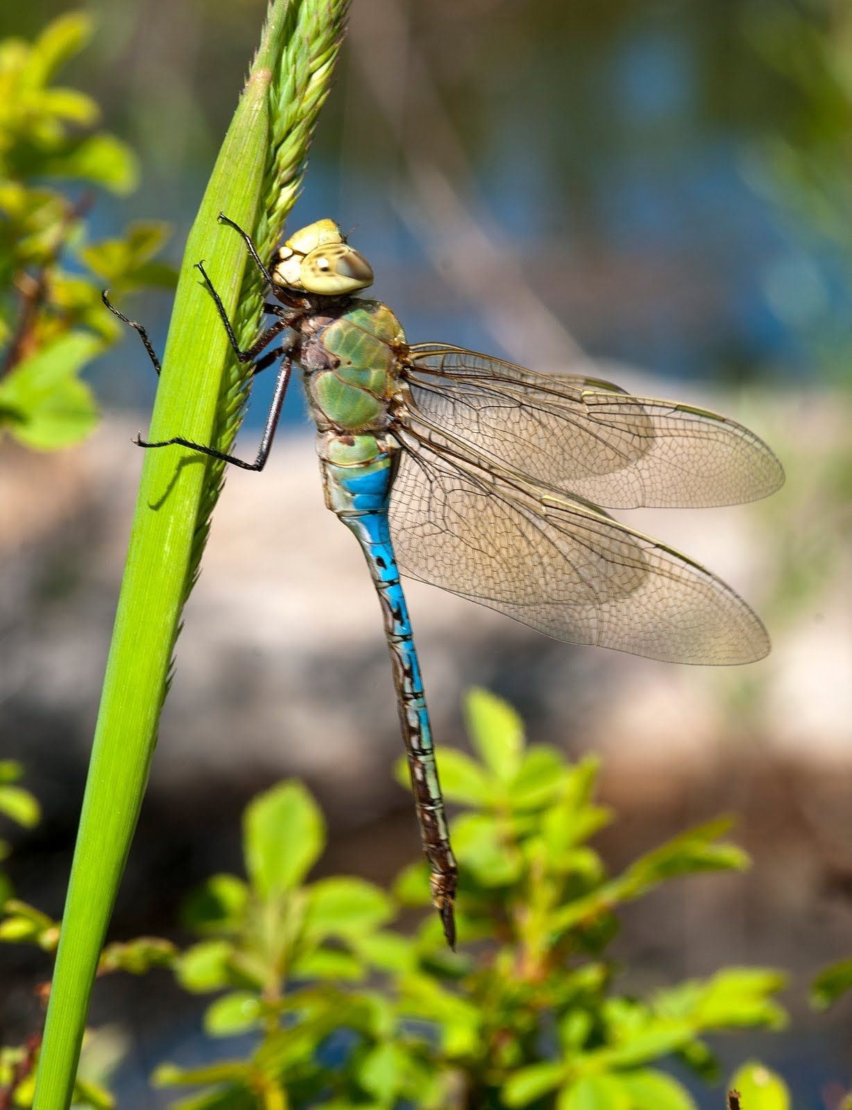 Dragonfly | Flying Insect